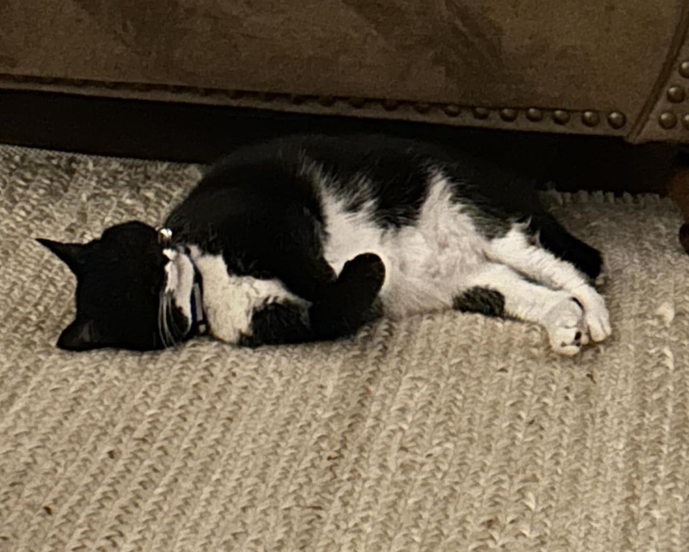 Bitsy is our chonky love muffin! VIDEO! THERAPY POTENTIAL!! Available for Senior to Senior! photo 3