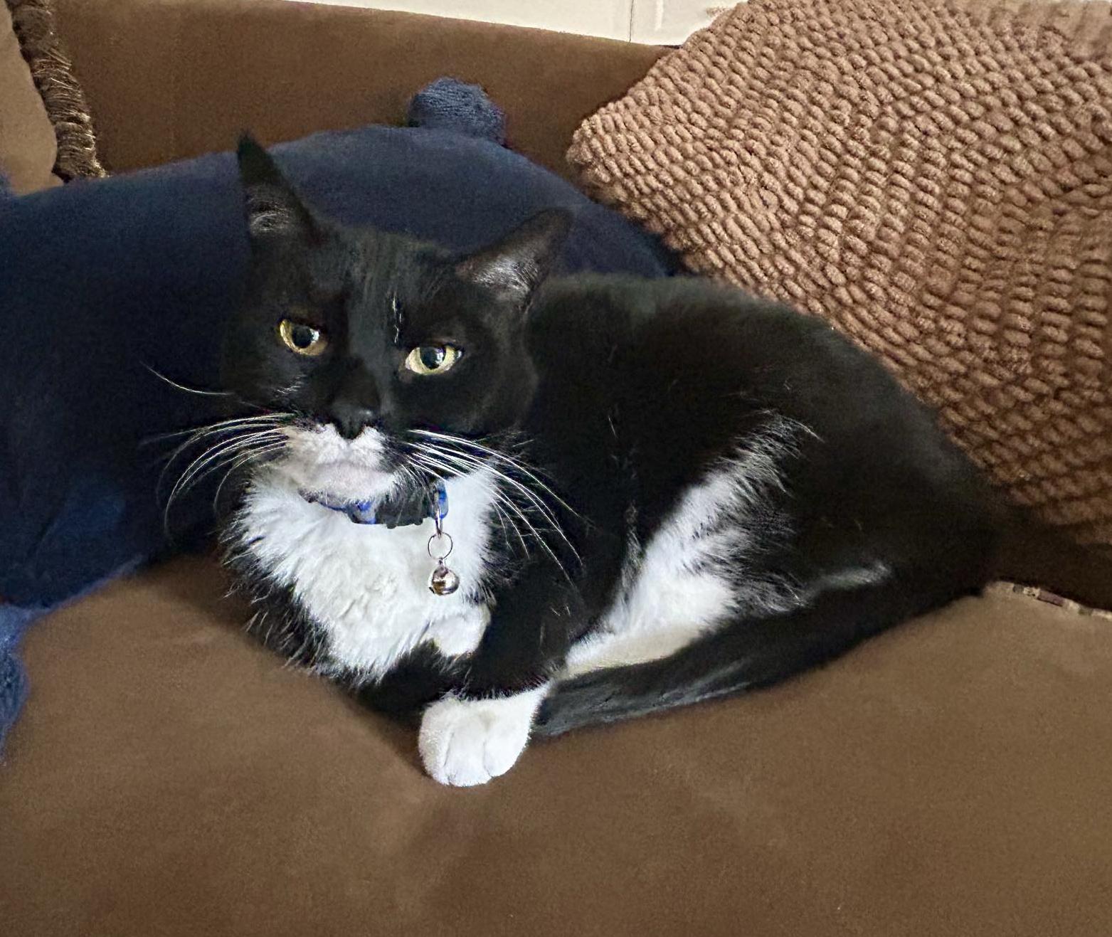Bitsy is our chonky love muffin! VIDEO! THERAPY POTENTIAL!! Available for Senior to Senior! photo 4
