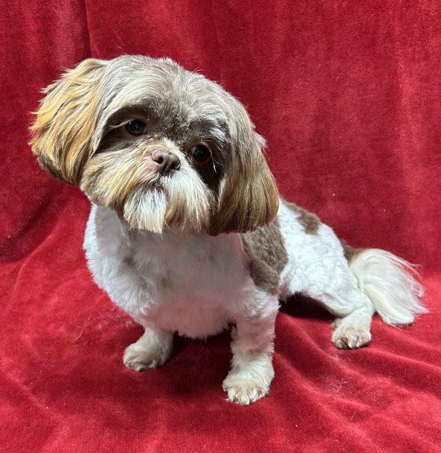 Enlarge BROOK(ohiosdrescue@gmail.com) see all of our dogs at ohiosmalldogrescue.petfinder.com, a ADOPTABLE Shih Tzu in Elyria, OH image 3/4