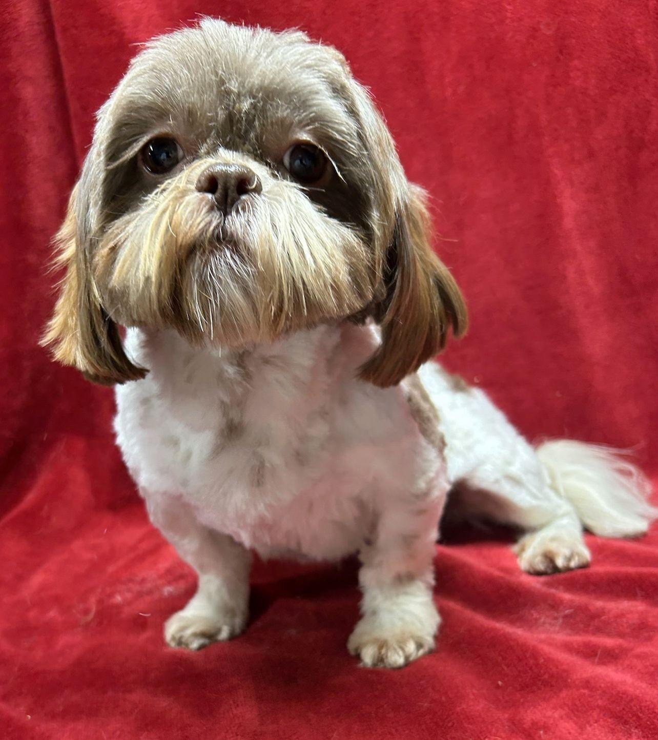 Enlarge BROOK(ohiosdrescue@gmail.com) see all of our dogs at ohiosmalldogrescue.petfinder.com, a ADOPTABLE Shih Tzu in Elyria, OH image 2/4