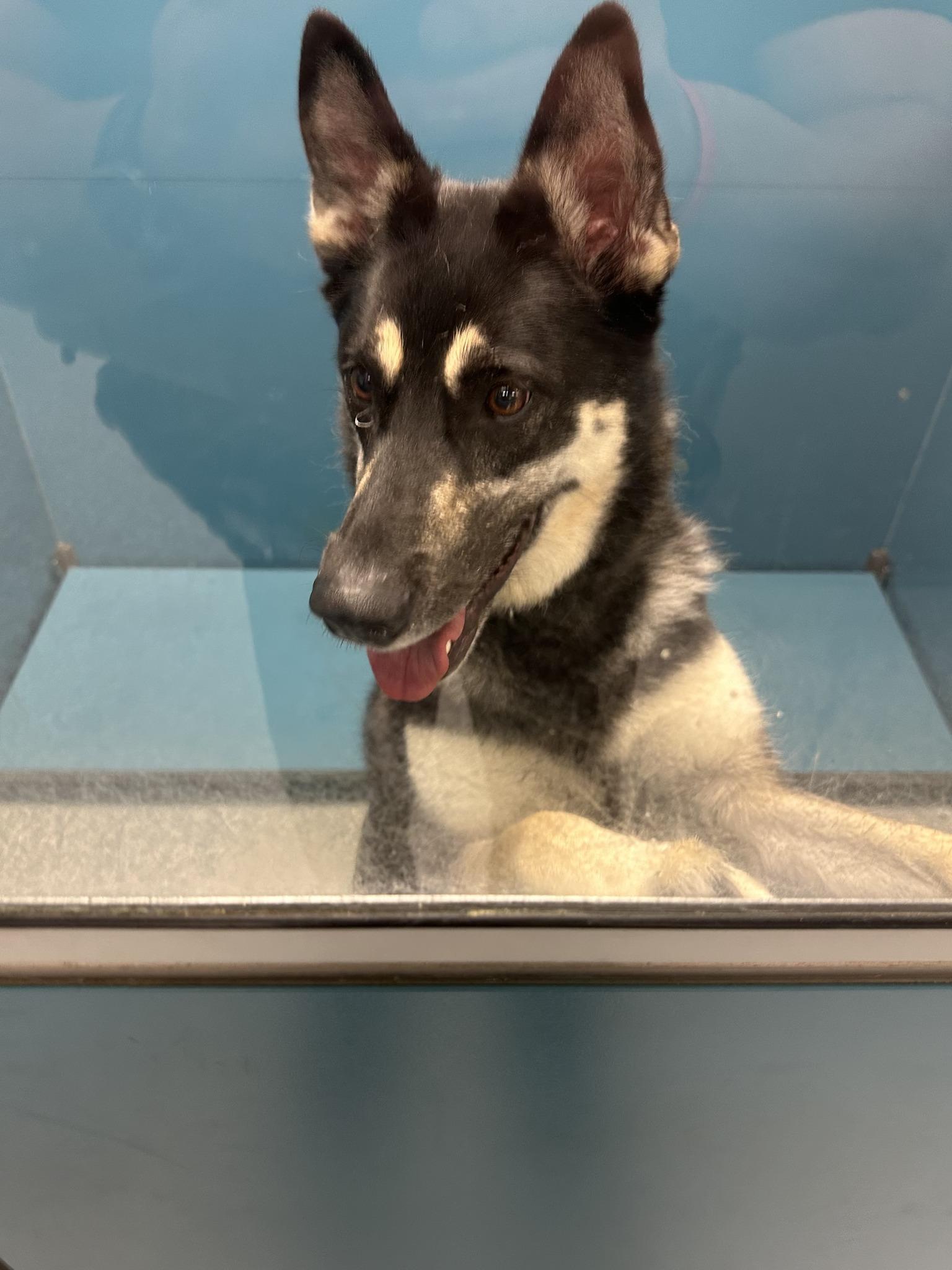 Lucy, ADOPTABLE, Adult Female Husky & German Shepherd Dog.