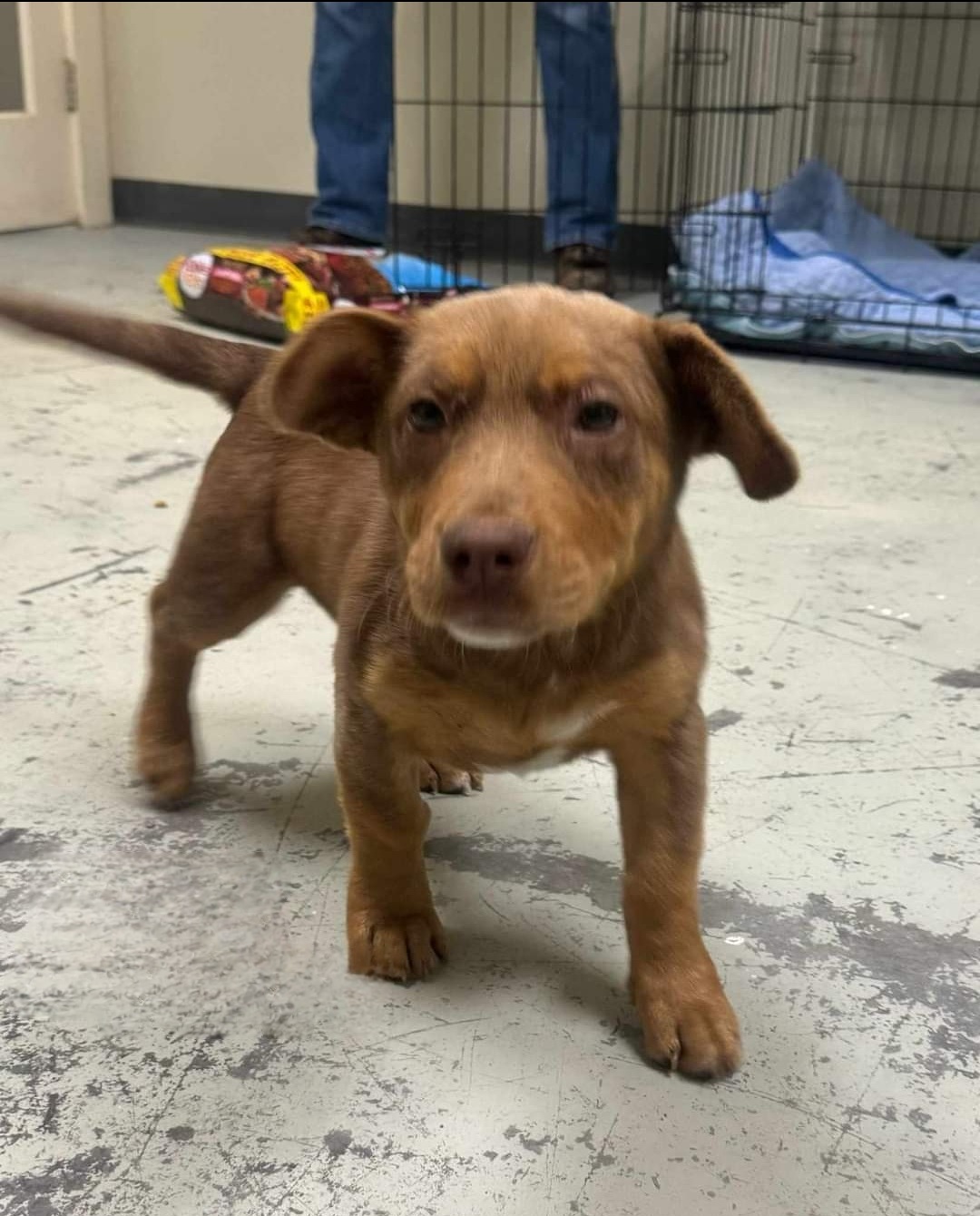 Dog for adoption Reese, a Mixed Breed in Bronson, FL Petfinder Dog for adoption Reese, a Mixed Breed in Bronson, FL Petfinder