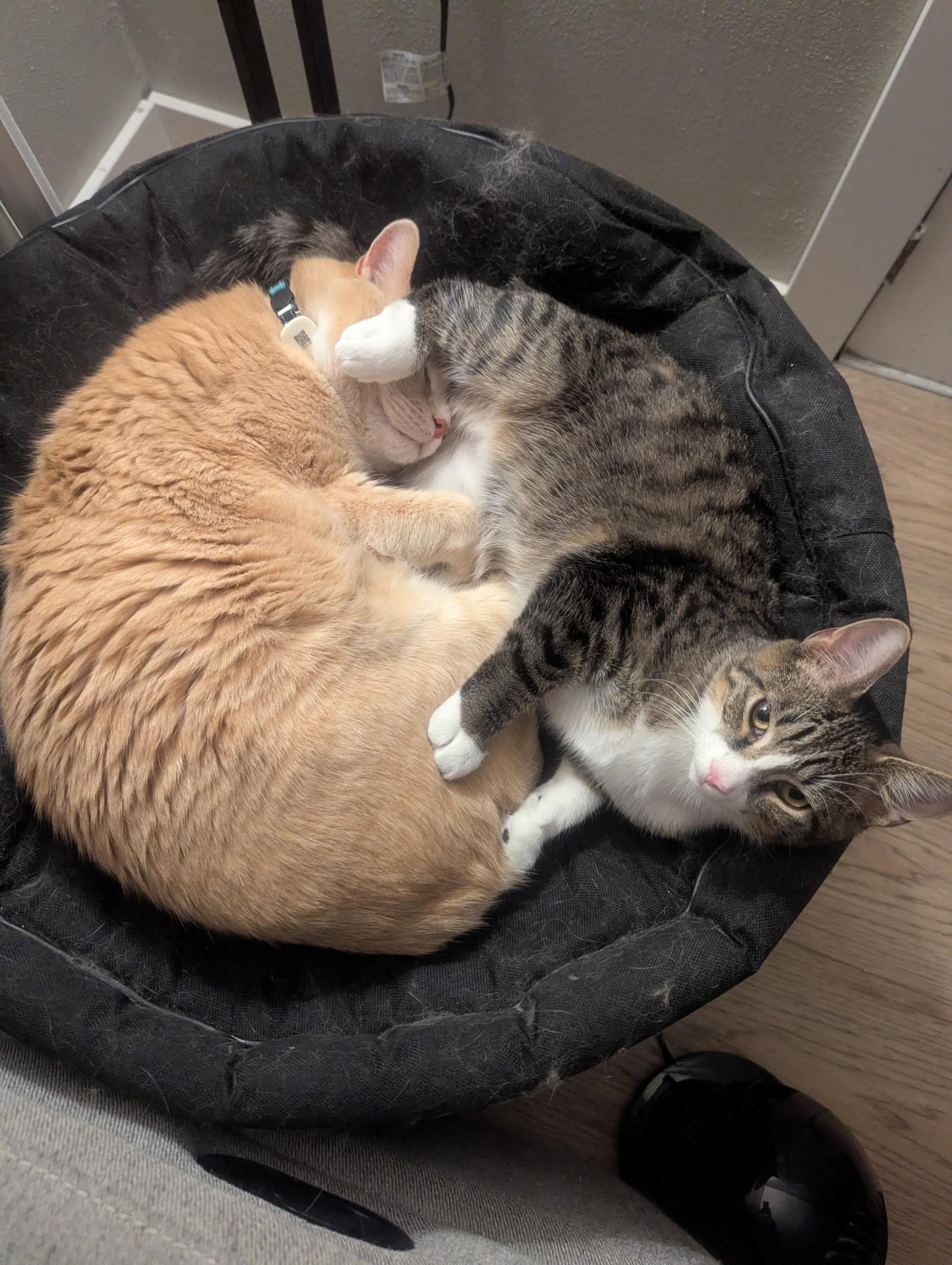 Enlarge Beef, a ADOPTABLE Domestic Short Hair in Pittsburgh, PA image 1/6