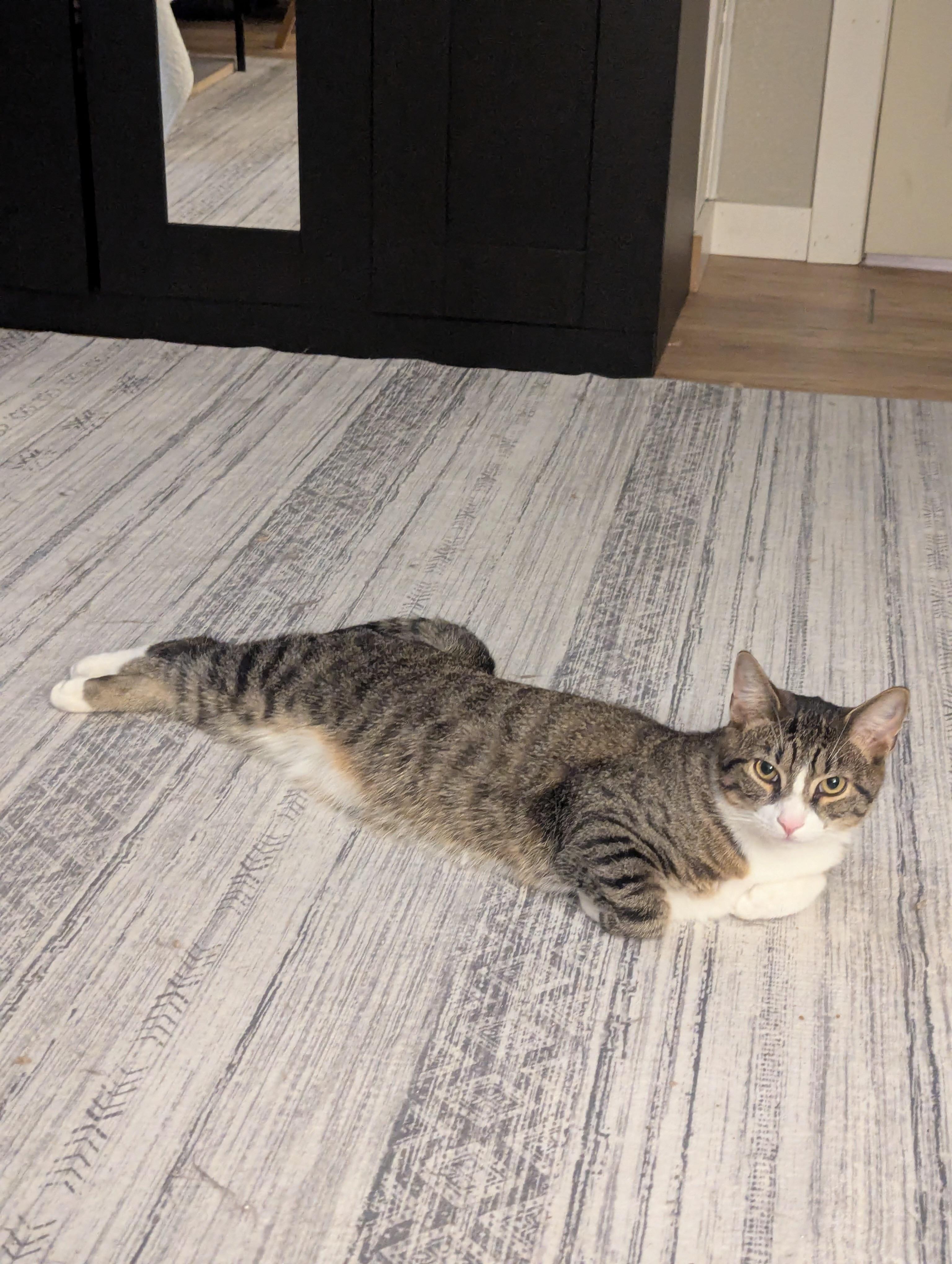 Enlarge Beef, a ADOPTABLE Domestic Short Hair in Pittsburgh, PA image 3/6