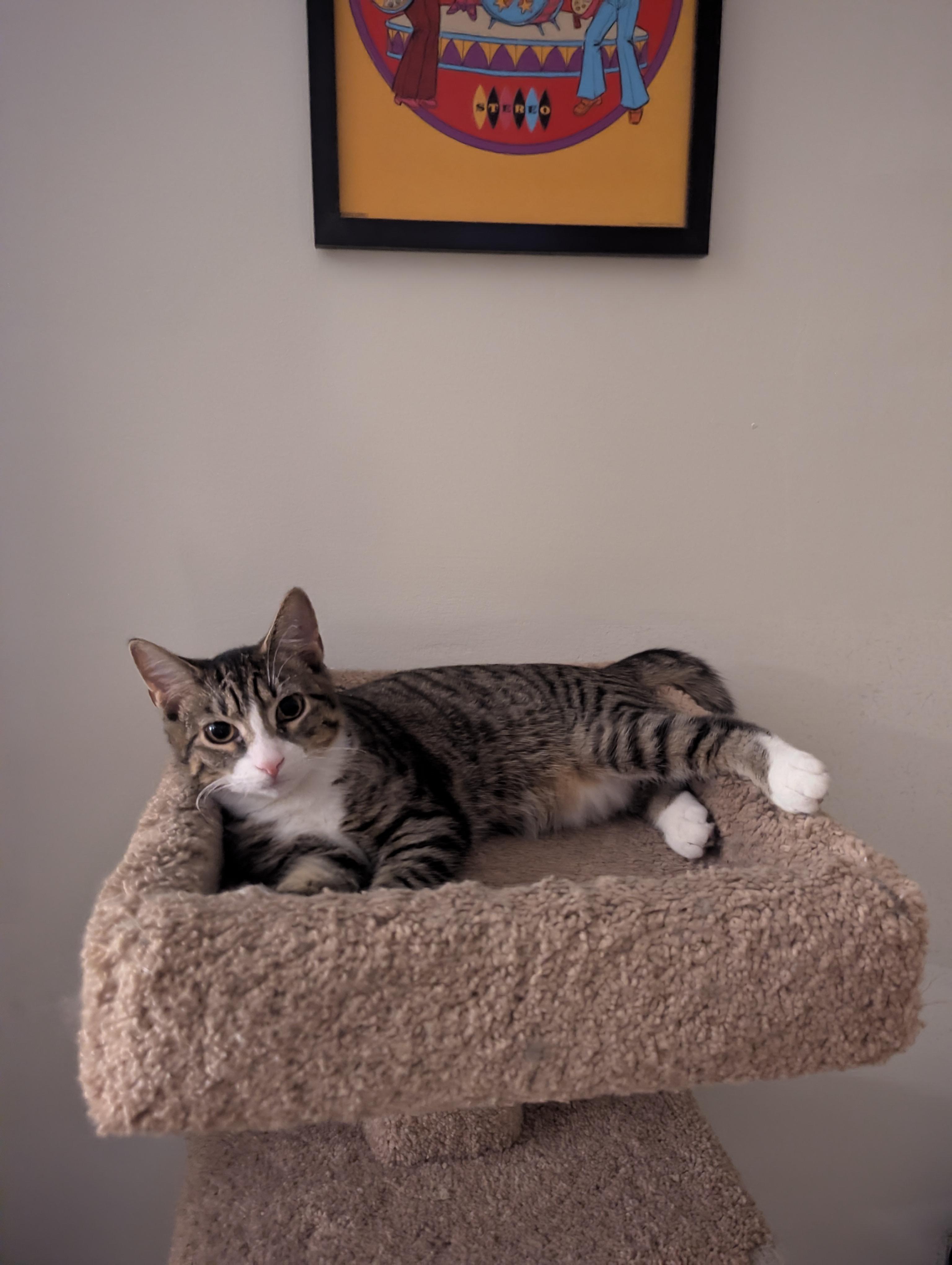 Enlarge Beef, a ADOPTABLE Domestic Short Hair in Pittsburgh, PA image 2/6