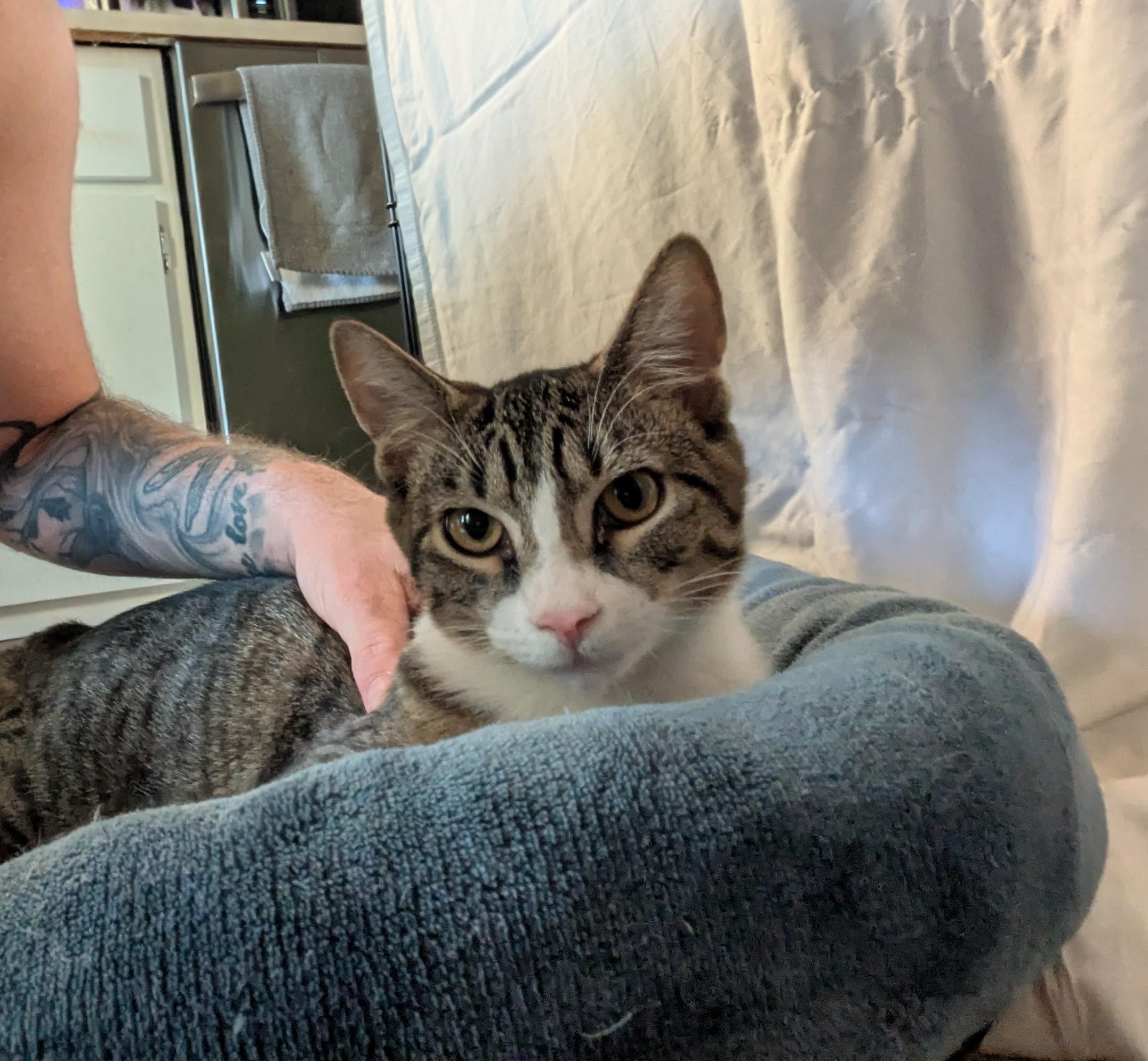 Enlarge Beef, a ADOPTABLE Domestic Short Hair in Pittsburgh, PA image 3/6