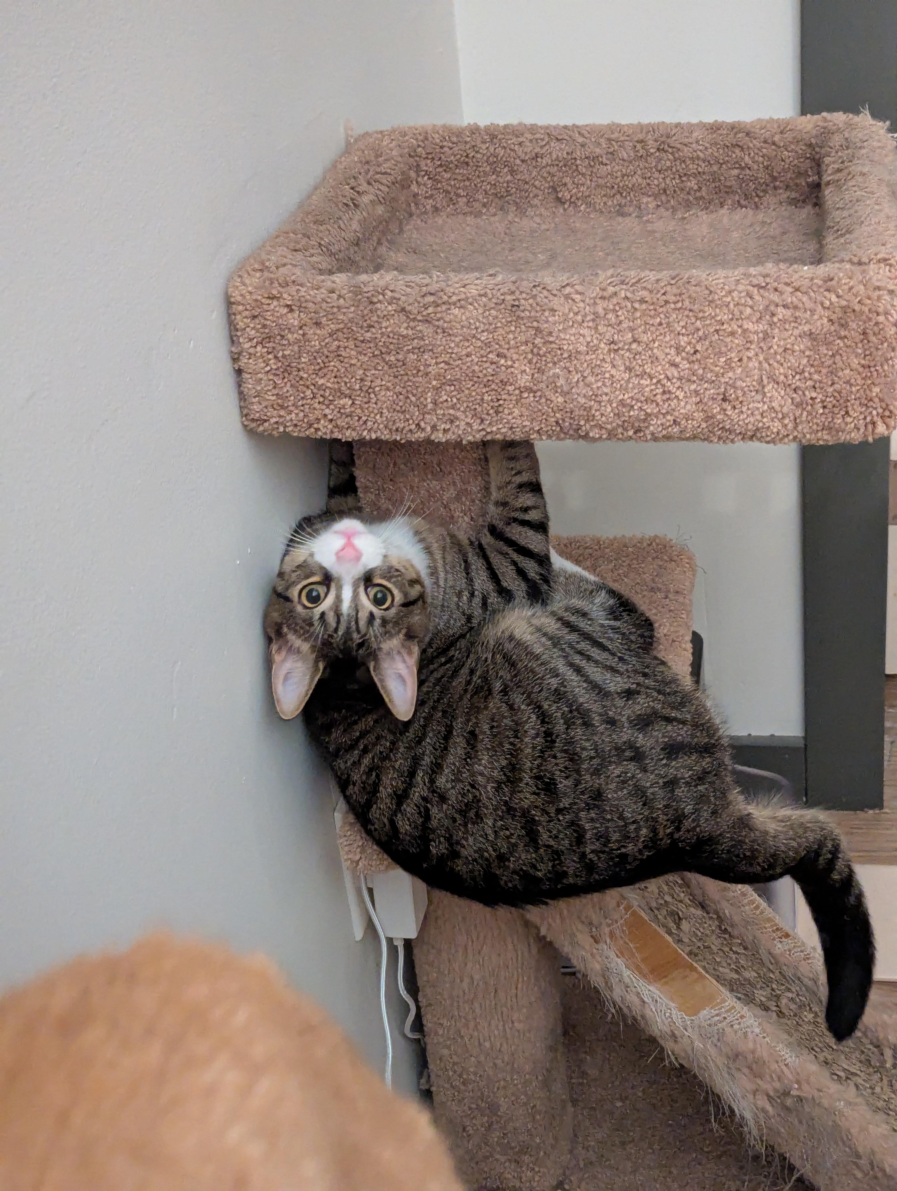 Enlarge Beef, a ADOPTABLE Domestic Short Hair in Pittsburgh, PA image 1/6