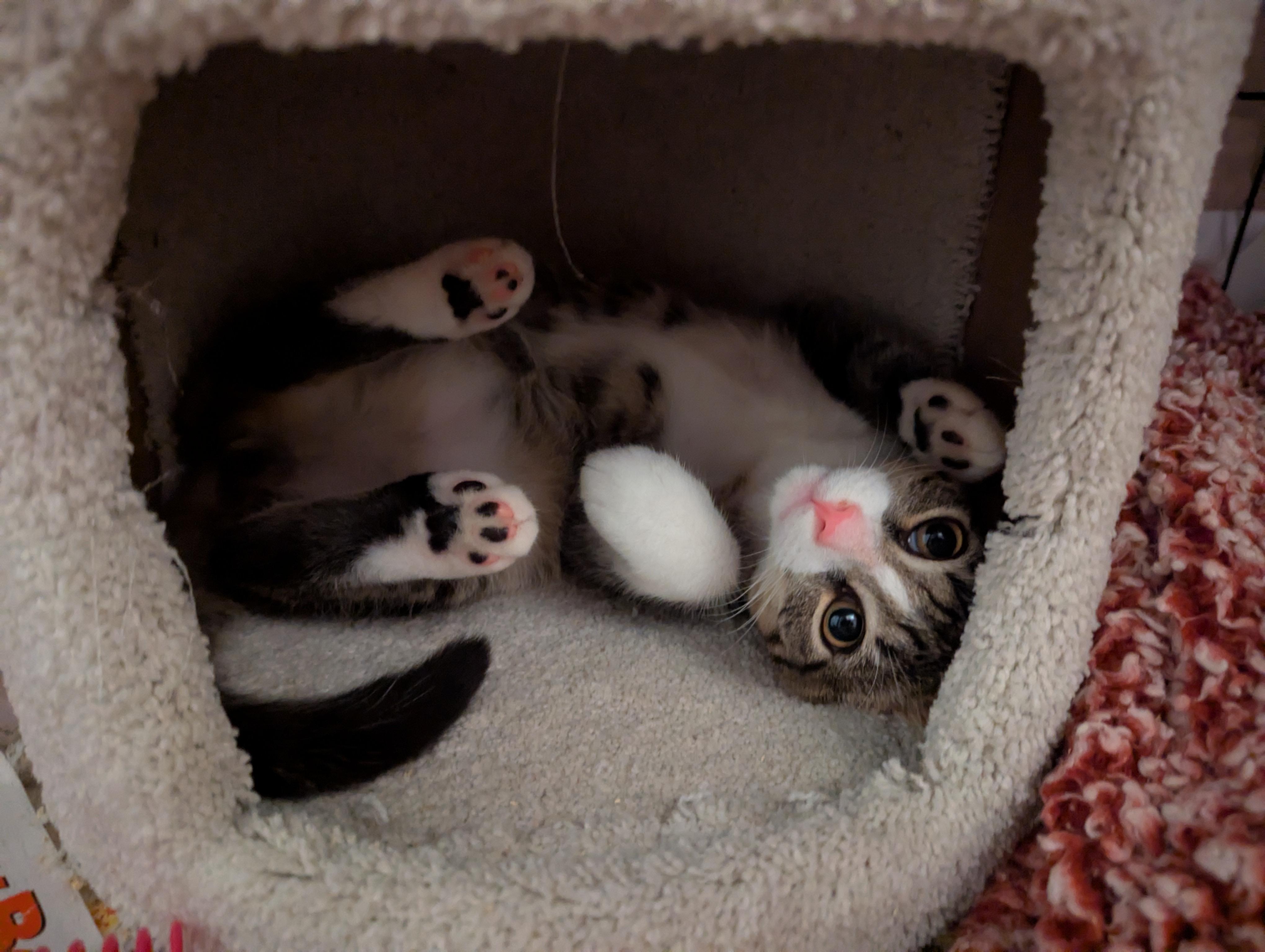 Enlarge Beef, a ADOPTABLE Domestic Short Hair in Pittsburgh, PA image 4/6