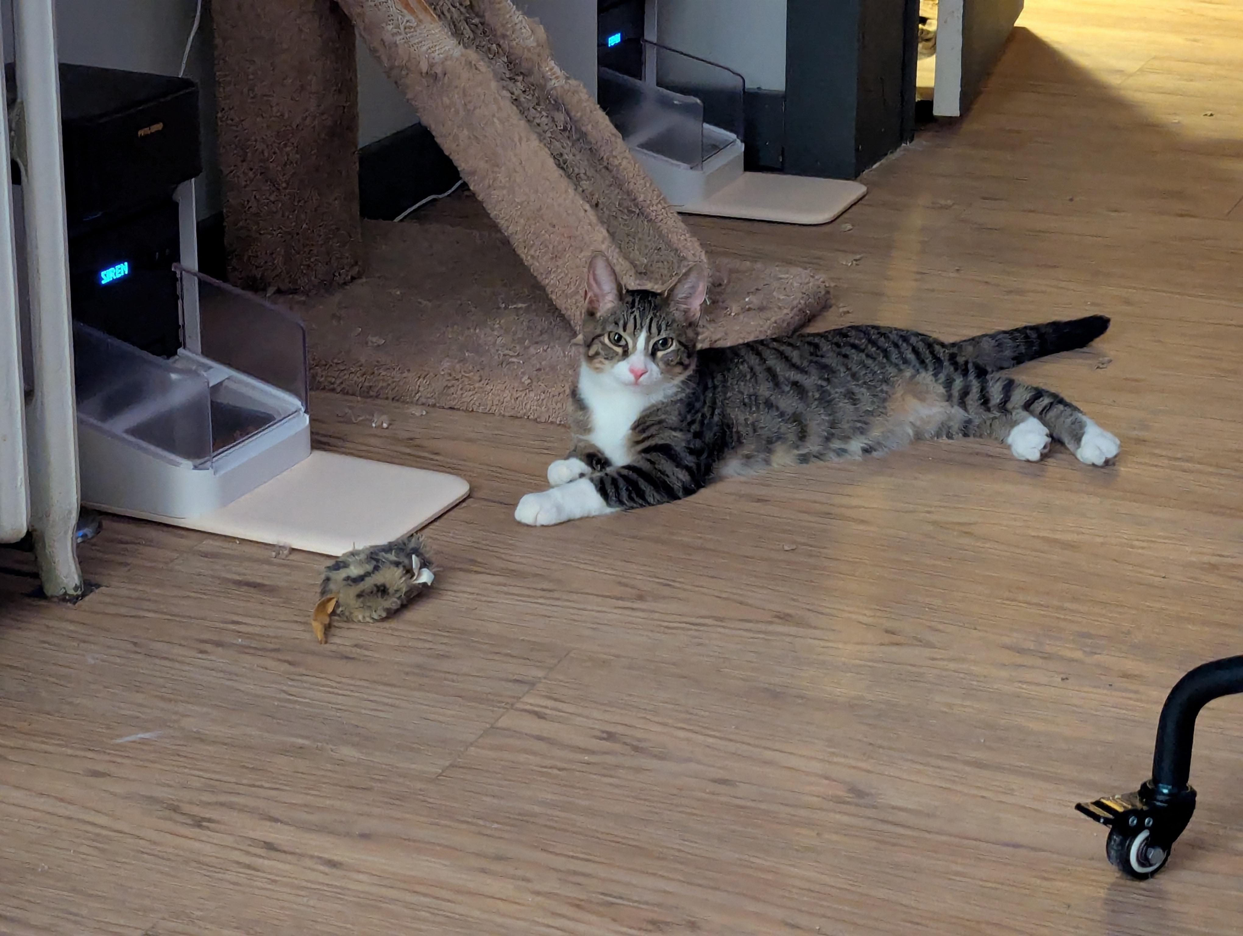 Enlarge Beef, a ADOPTABLE Domestic Short Hair in Pittsburgh, PA image 5/6