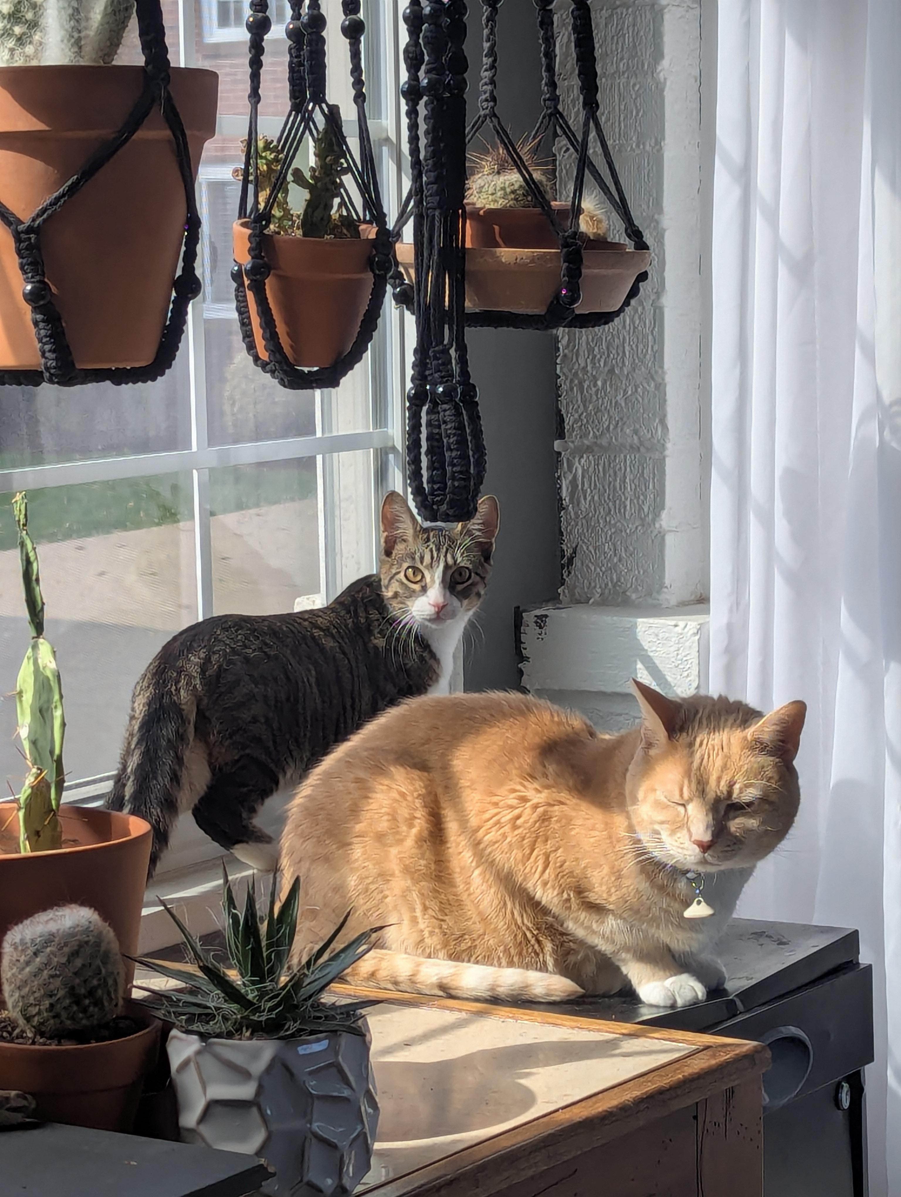 Enlarge Beef, a ADOPTABLE Domestic Short Hair in Pittsburgh, PA image 6/6