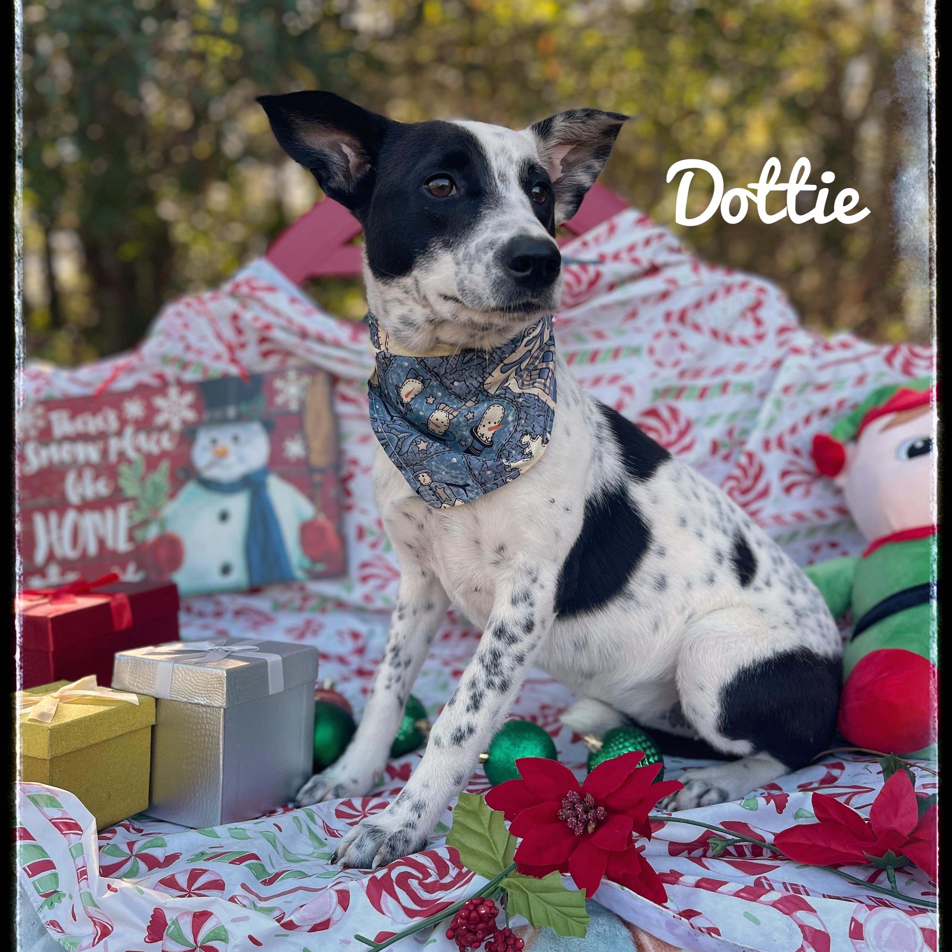 Dottie thumbnail 6