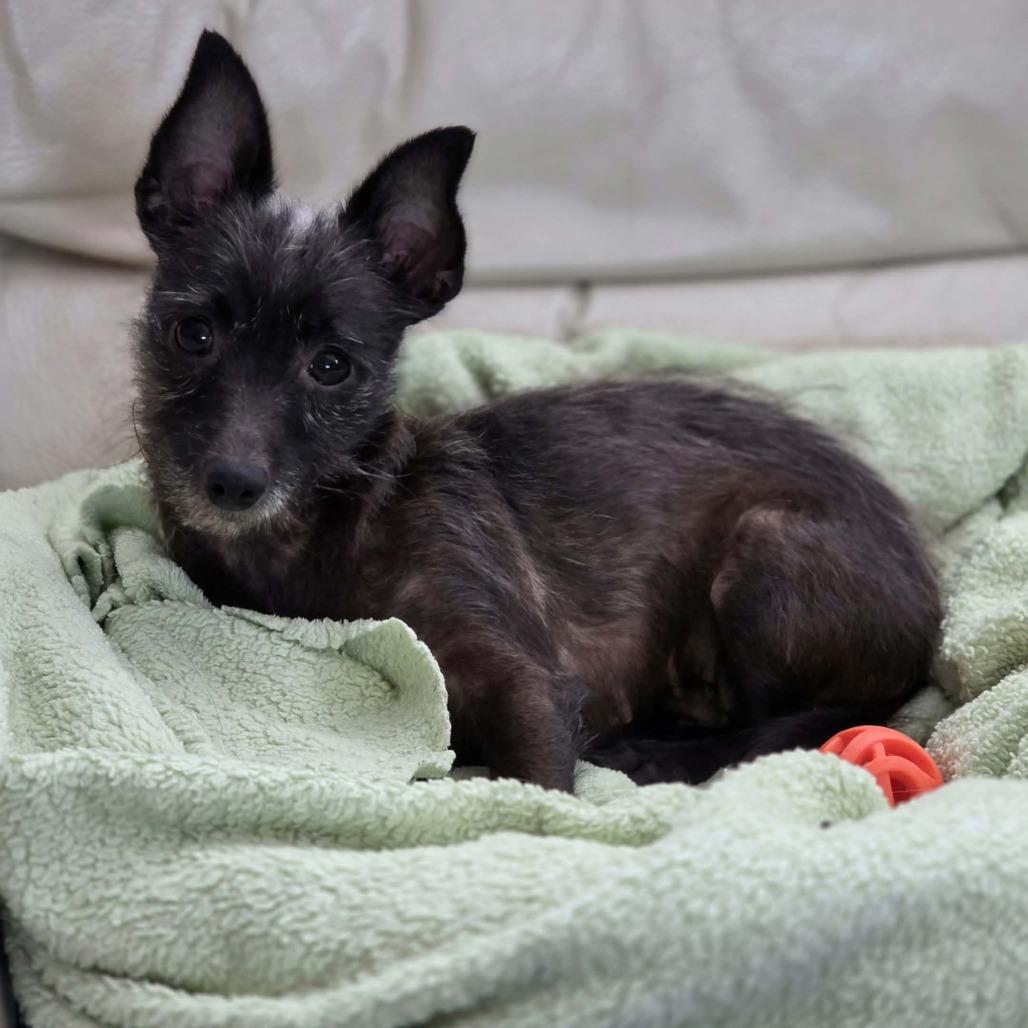 Kitty - bonded w/Lioness