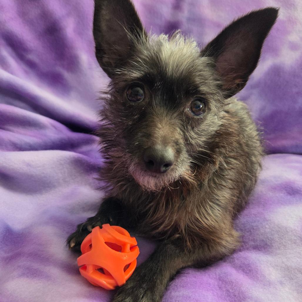 Kitty - bonded w/Lioness — thumbnail 2