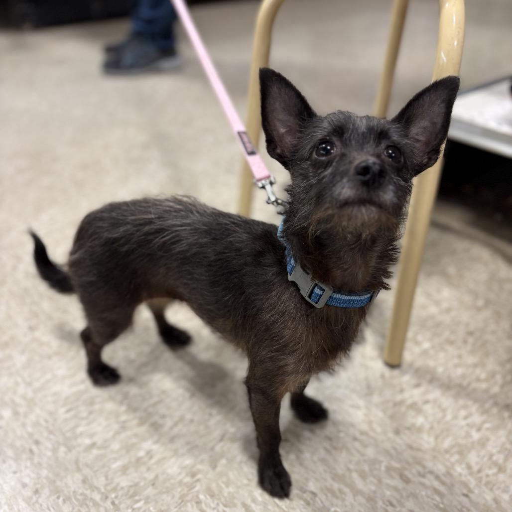 Kitty - bonded w/Lioness — thumbnail 3