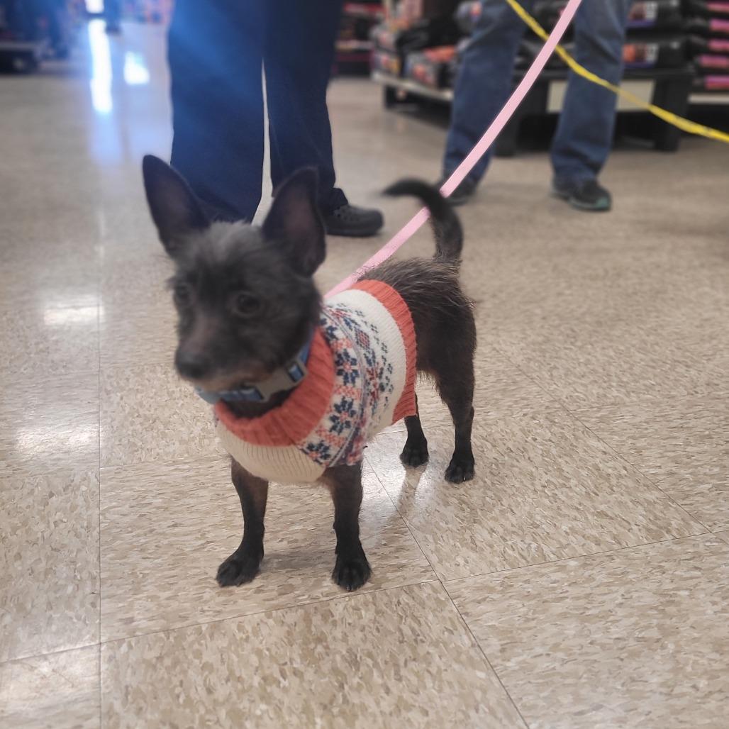 Kitty - bonded w/Lioness — thumbnail 4