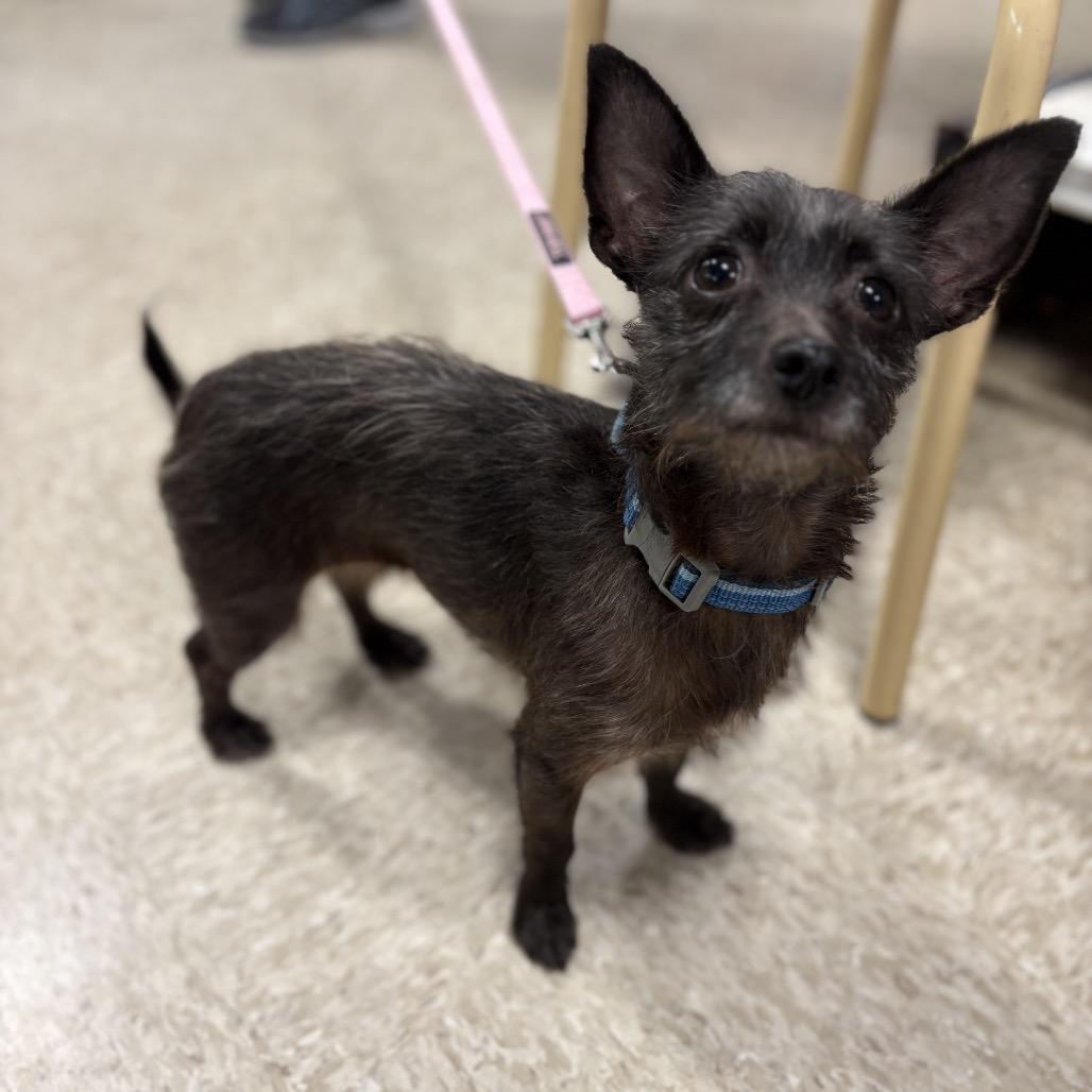 Kitty - bonded w/Lioness — thumbnail 5