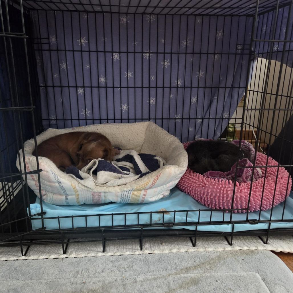 Kitty - bonded w/Lioness — thumbnail 6