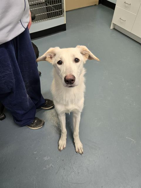 J.C., Adoptable, Young Male Siberian Husky & Labrador Retriever.