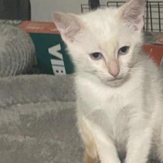 Citrine, Adoptable, Young Male Domestic Short Hair.