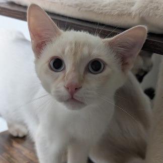 Enlarge Citrine, a Adoptable Domestic Short Hair in Chatsworth, CA image 2/2