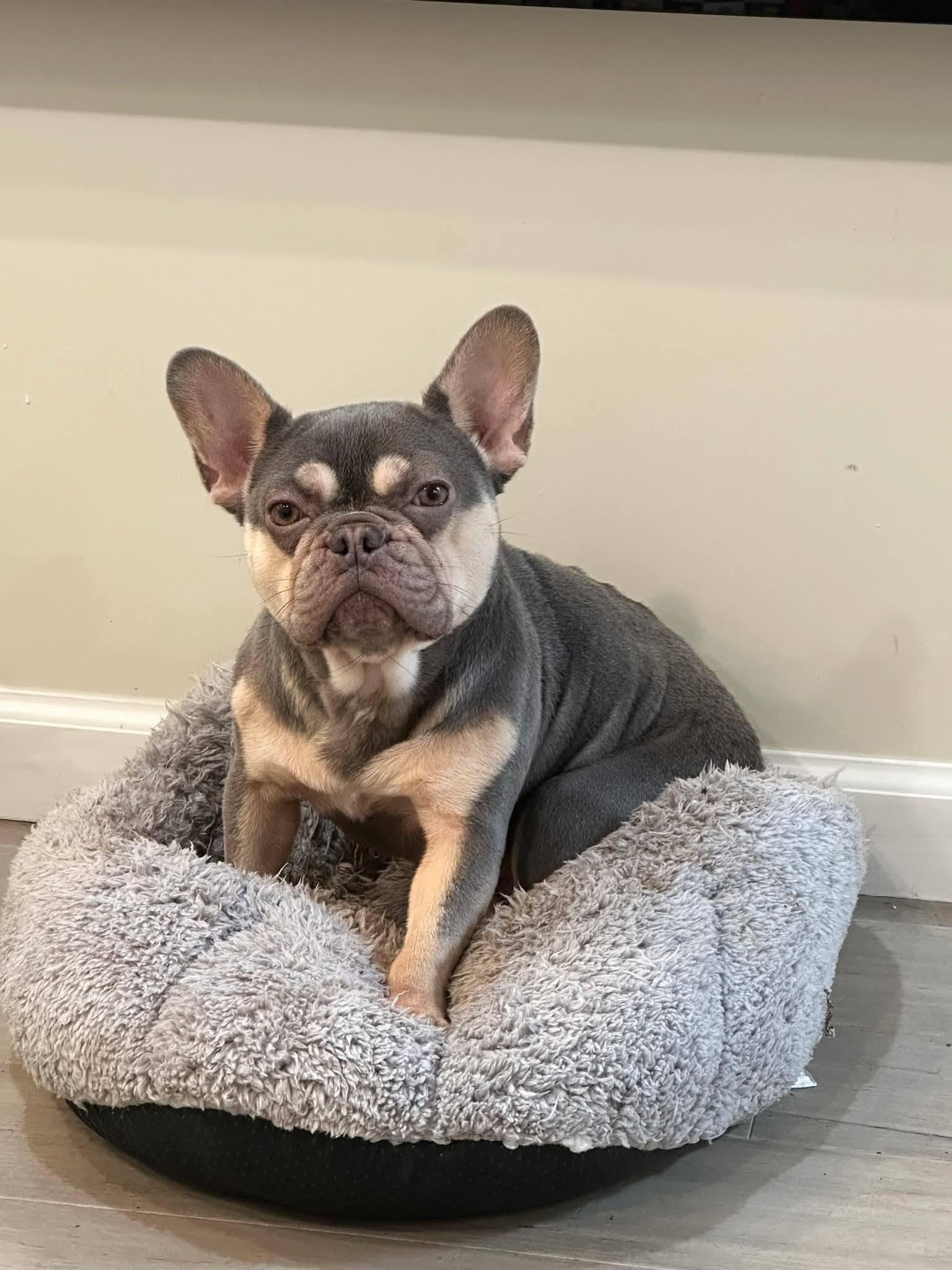Marni, adopted, Adult Female French Bulldog.