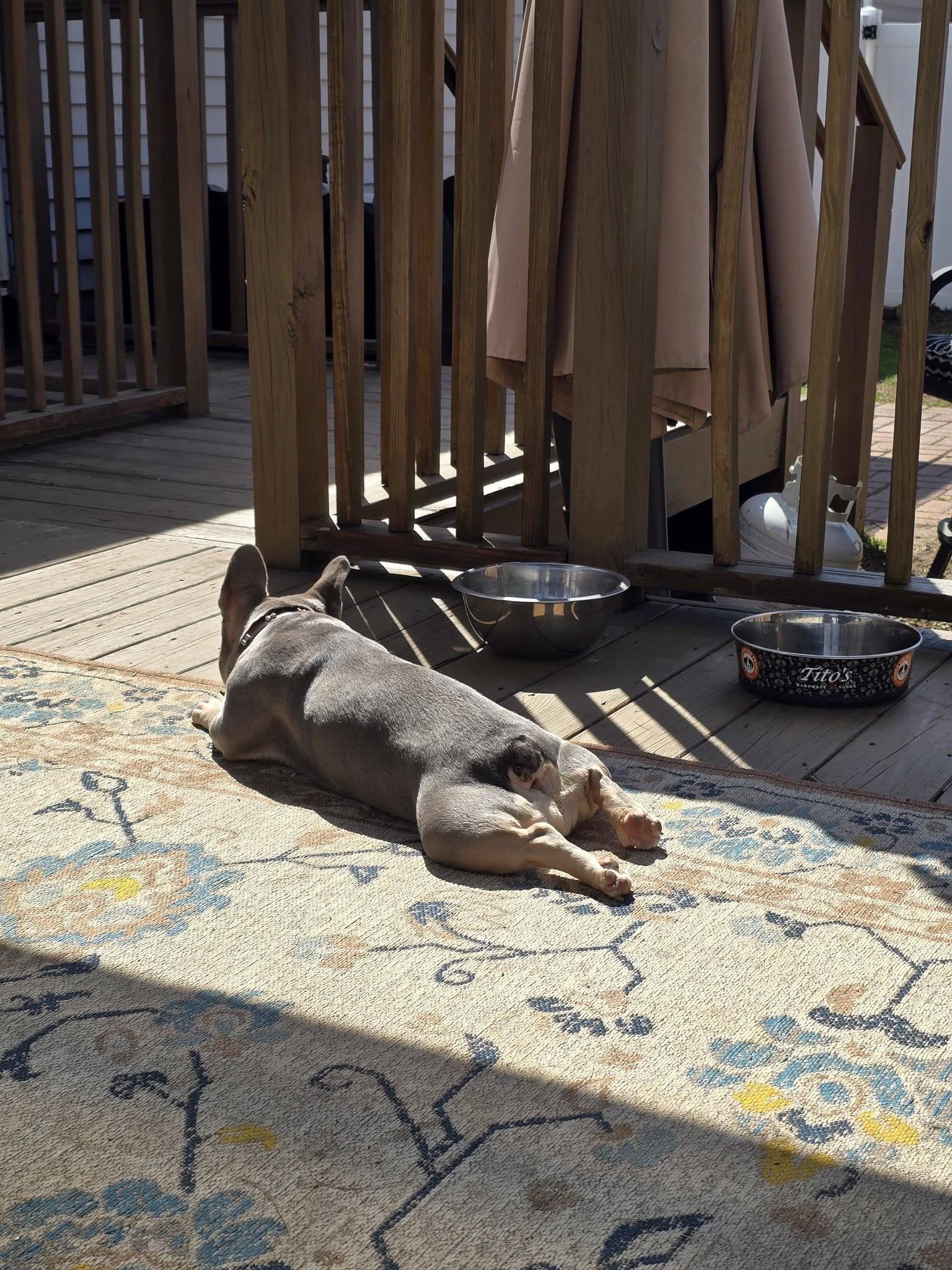 Marni, an adopted French Bulldog in Marlton, NJ image 4/4