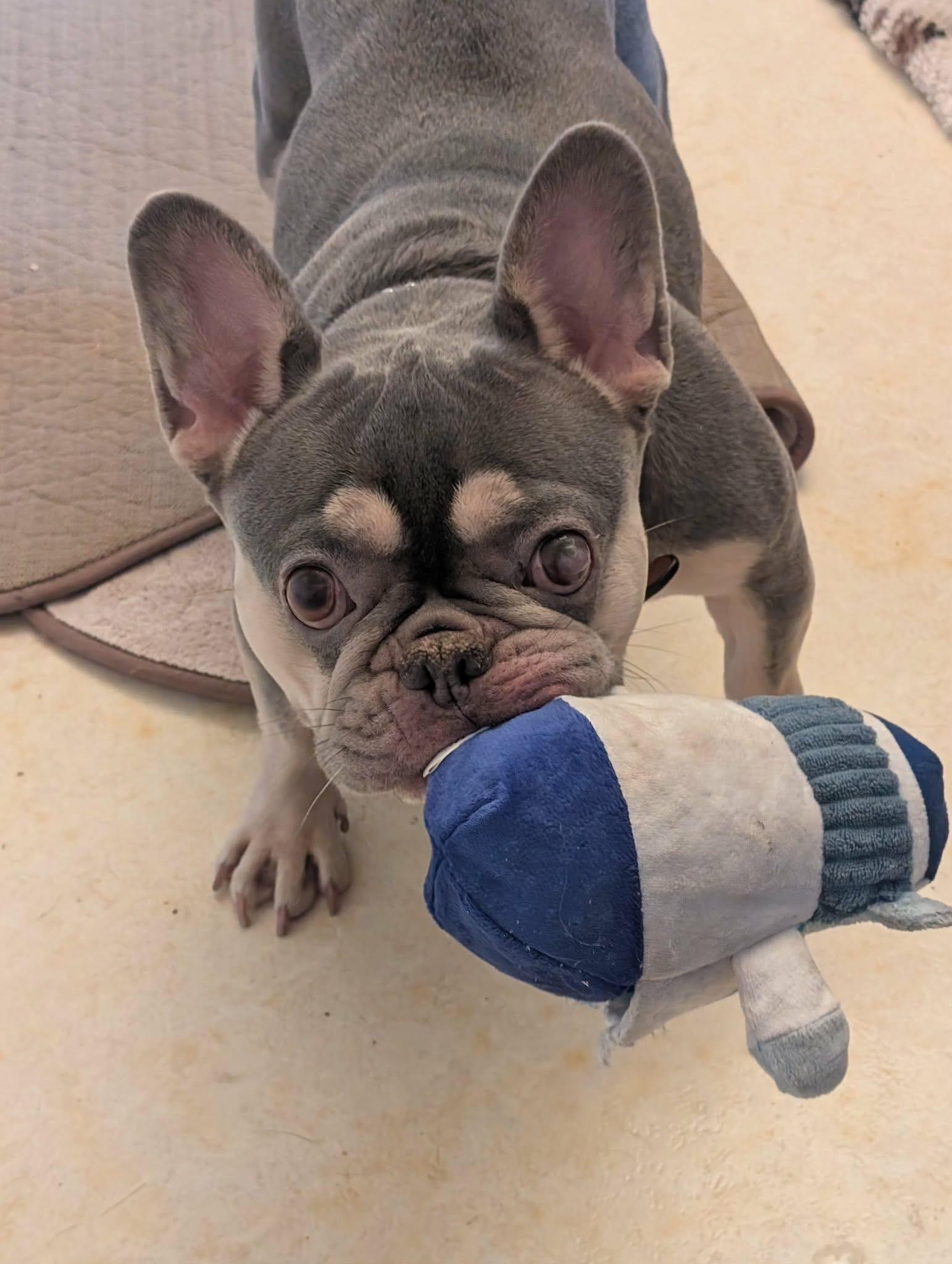 Marni, an adopted French Bulldog in Marlton, NJ image 2/4