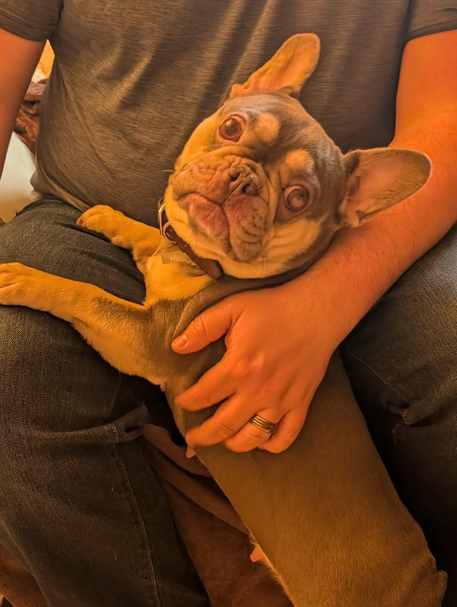 Marni, an adopted French Bulldog in Marlton, NJ image 3/4