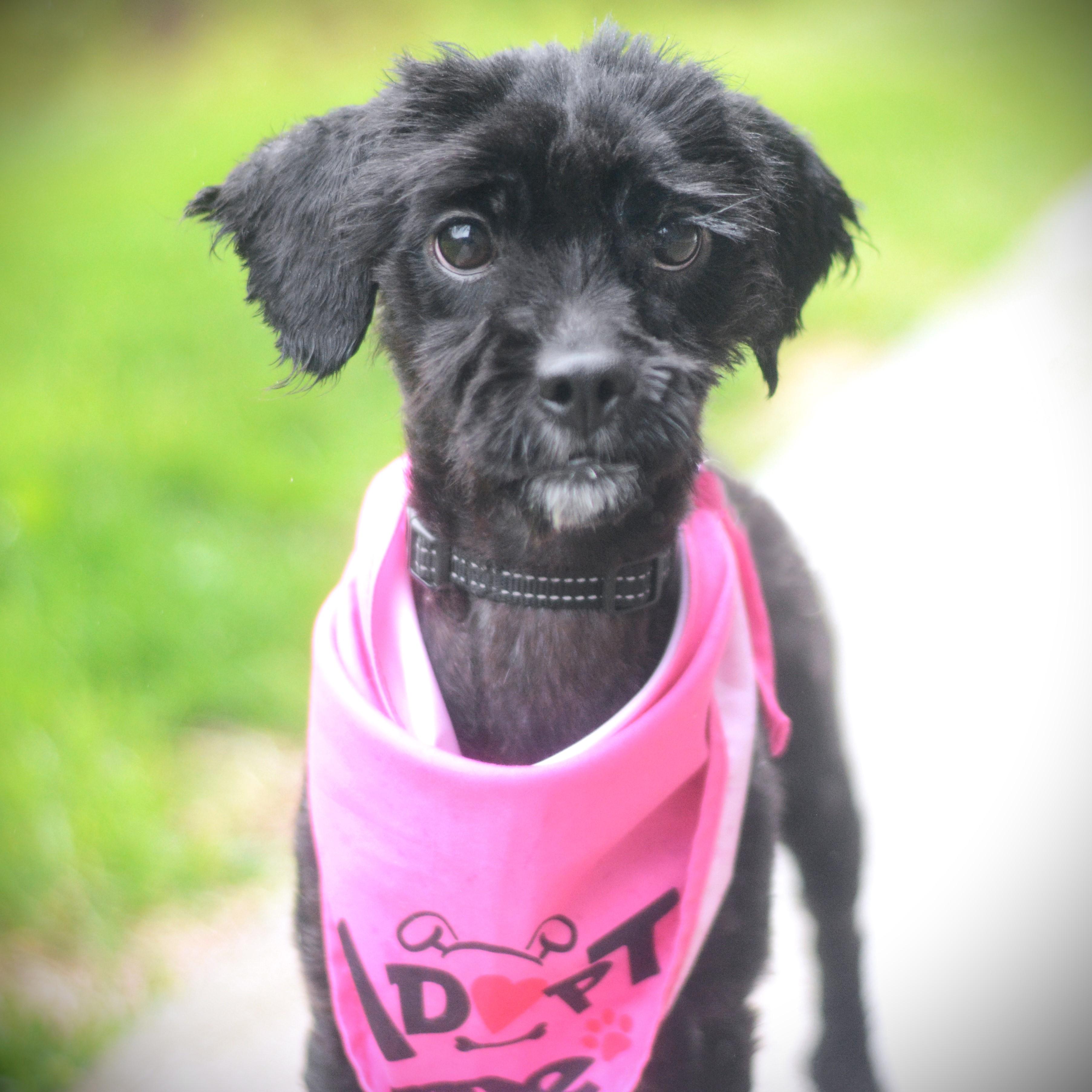 Precious, adopted, Young Female Shih Tzu.