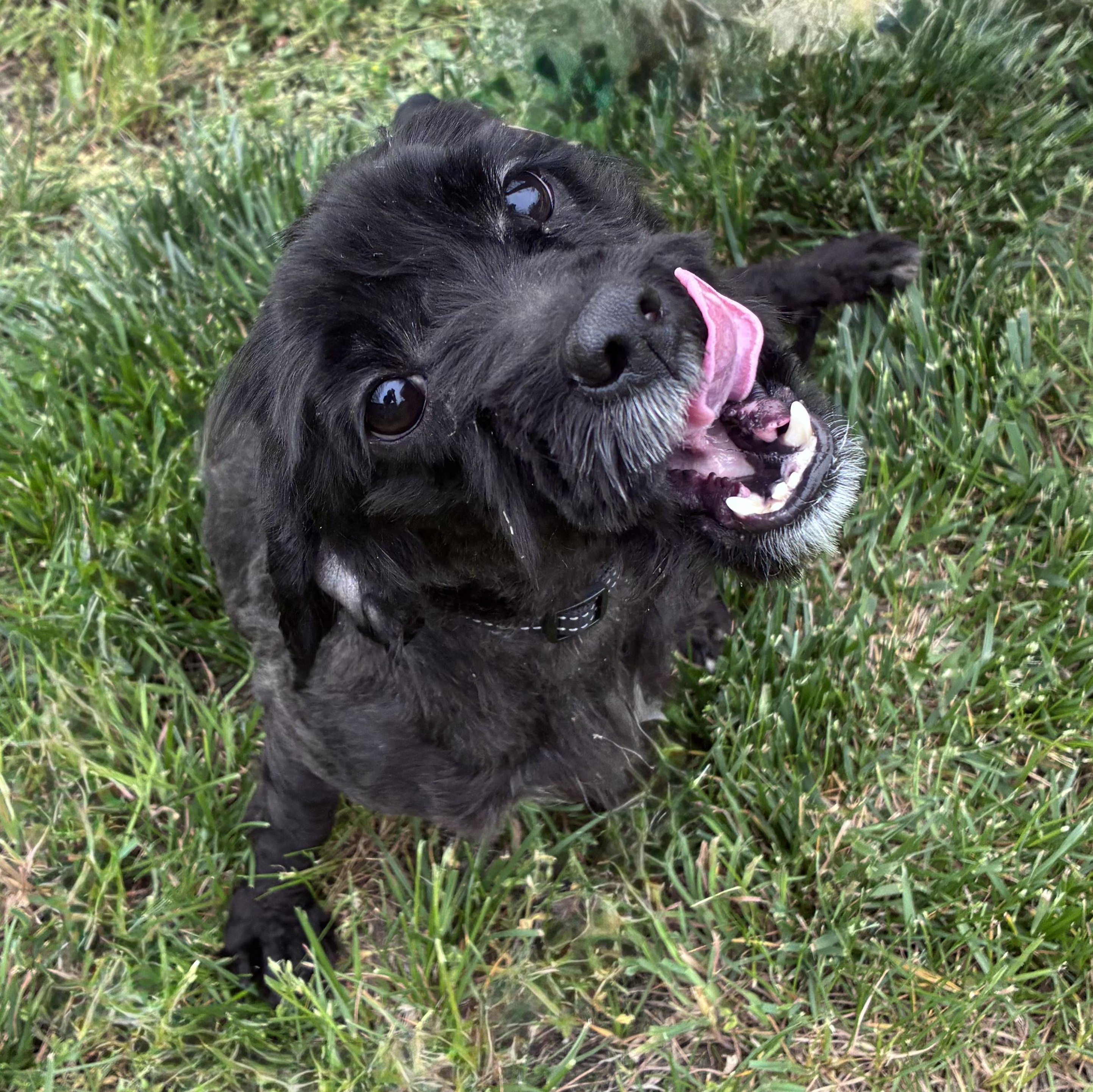 Enlarge Precious, an adopted Shih Tzu in Amsterdam, NY image 2/5