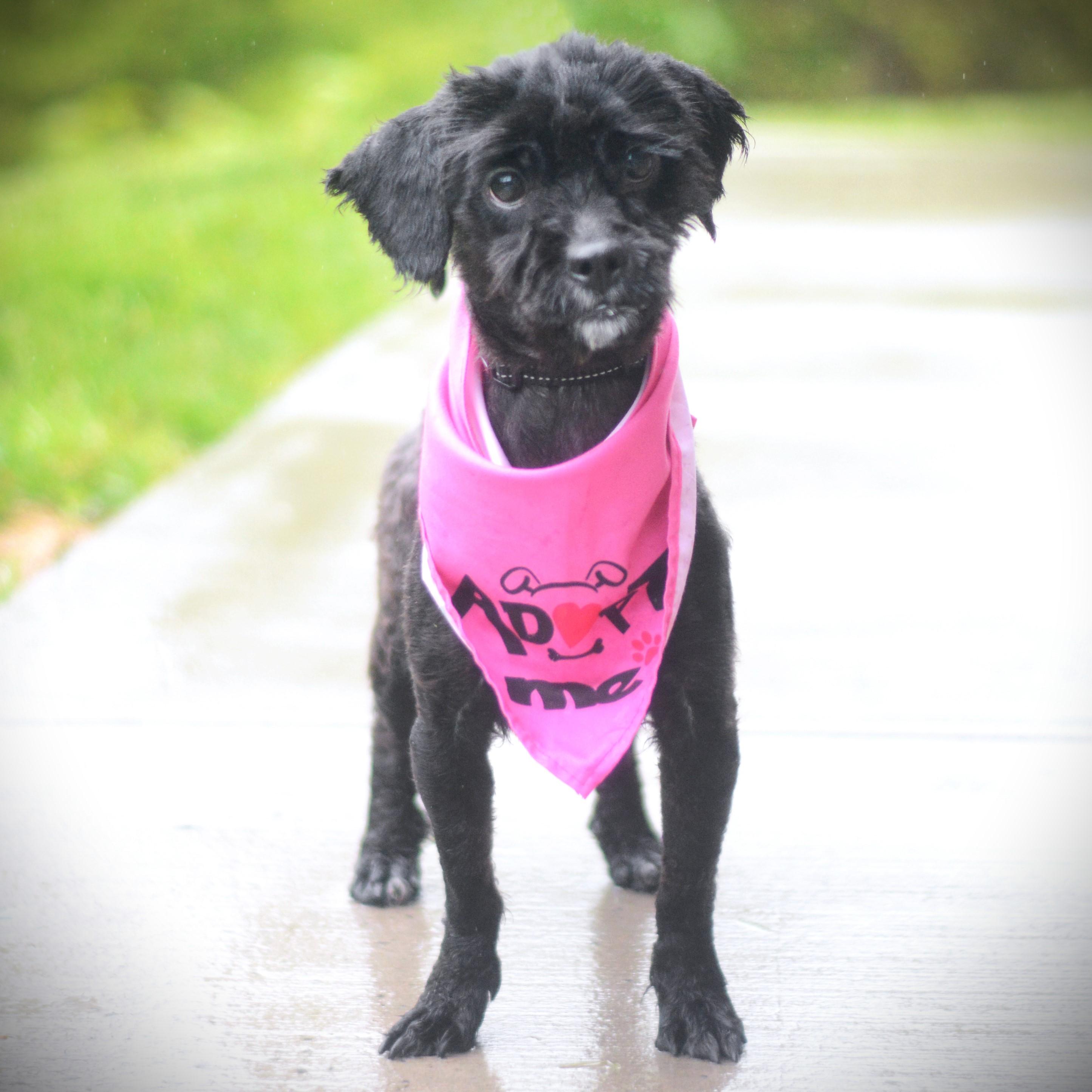 Enlarge Precious, an adopted Shih Tzu in Amsterdam, NY image 3/5