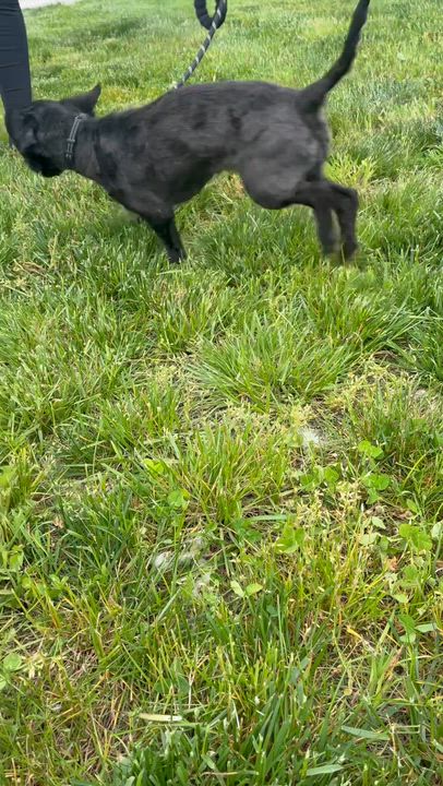 Enlarge Precious, an adopted Shih Tzu in Amsterdam, NY video 5/5