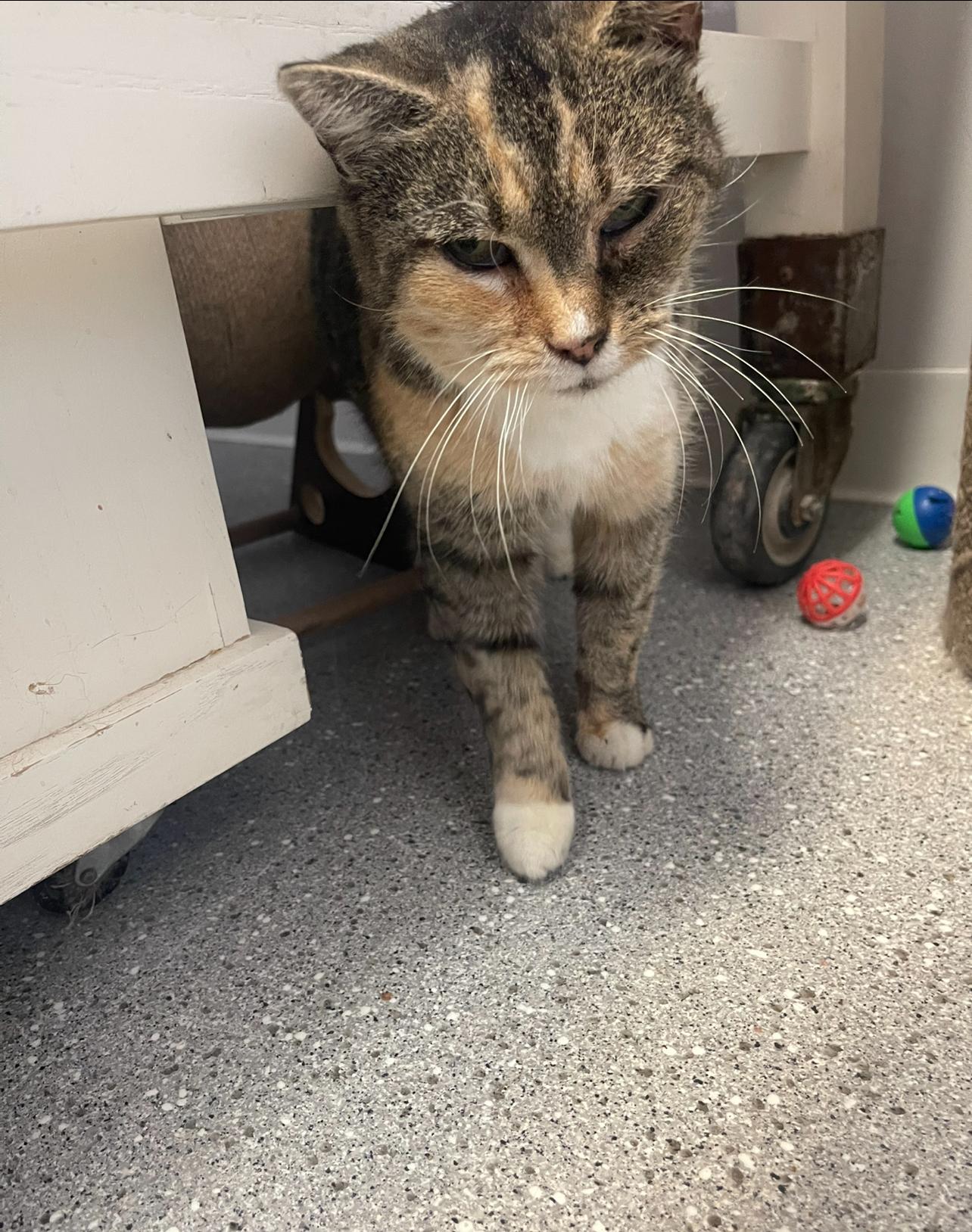 Enlarge Minnie, a Adoptable Calico in Indiana, PA image 5/5