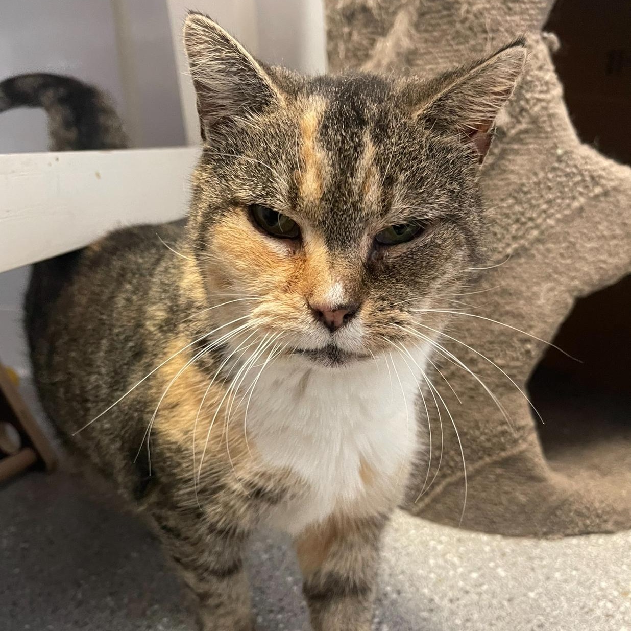 Enlarge Minnie, a Adoptable Calico in Indiana, PA image 1/5