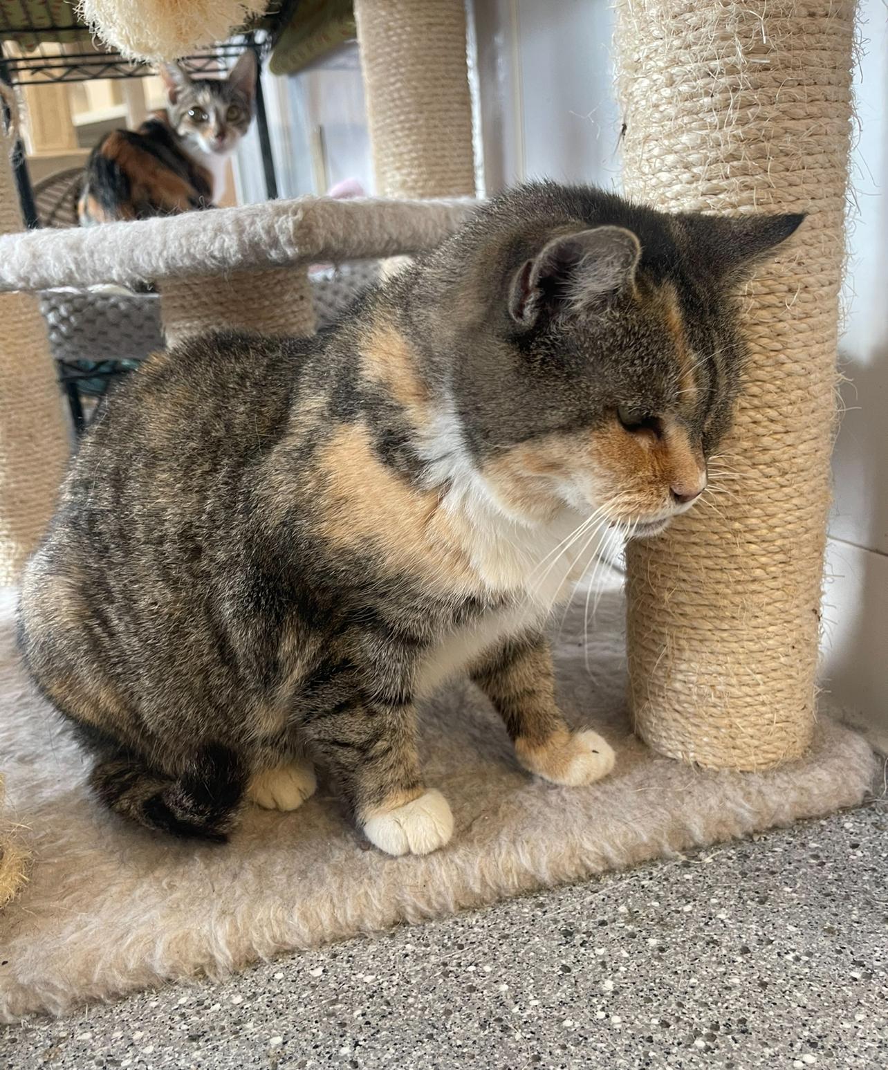 Enlarge Minnie, a Adoptable Calico in Indiana, PA image 4/5