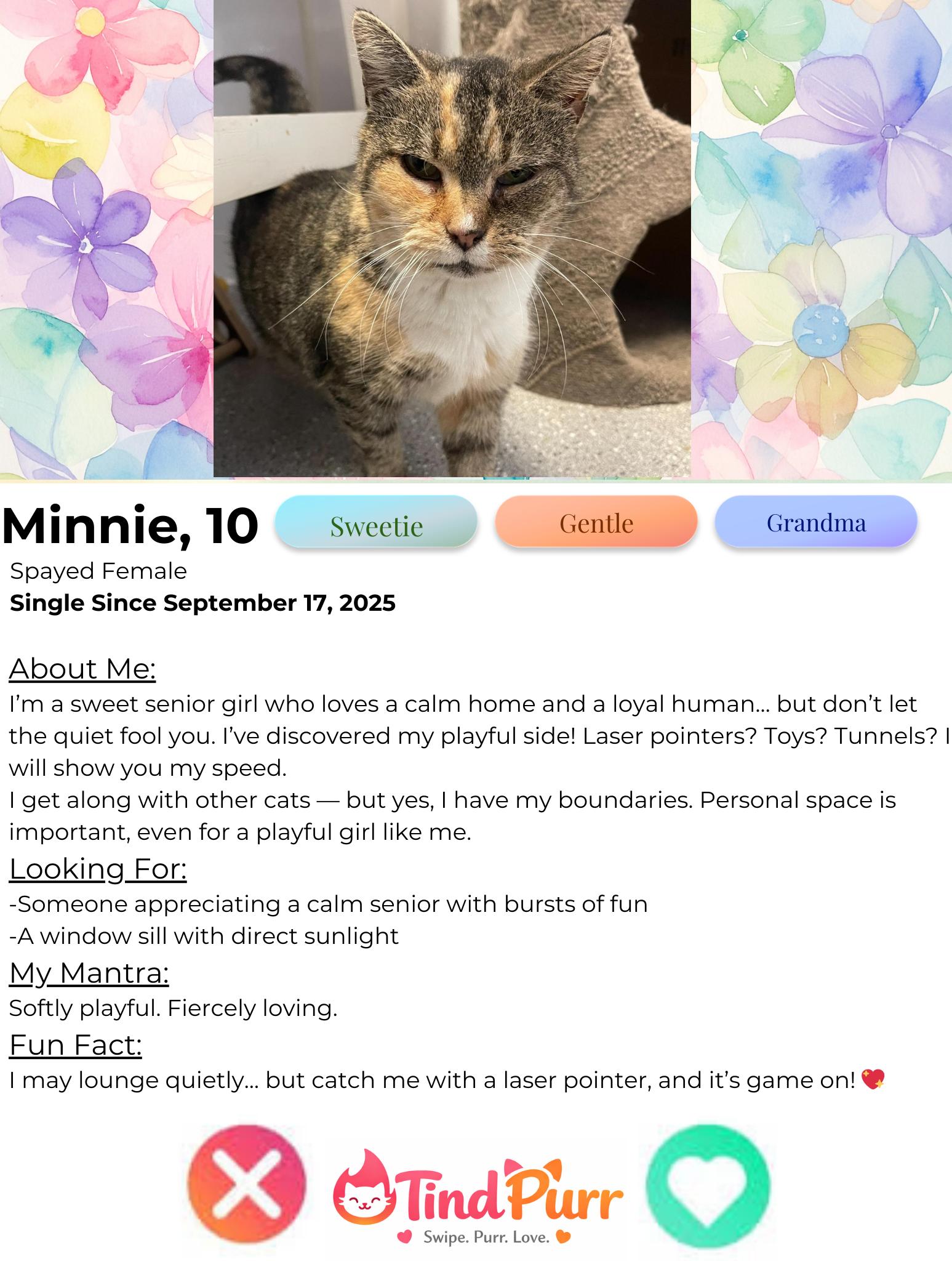 Enlarge Minnie, a Adoptable Calico in Indiana, PA image 2/5