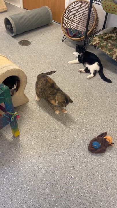 Enlarge Minnie, a Adoptable Calico in Indiana, PA video 3/5