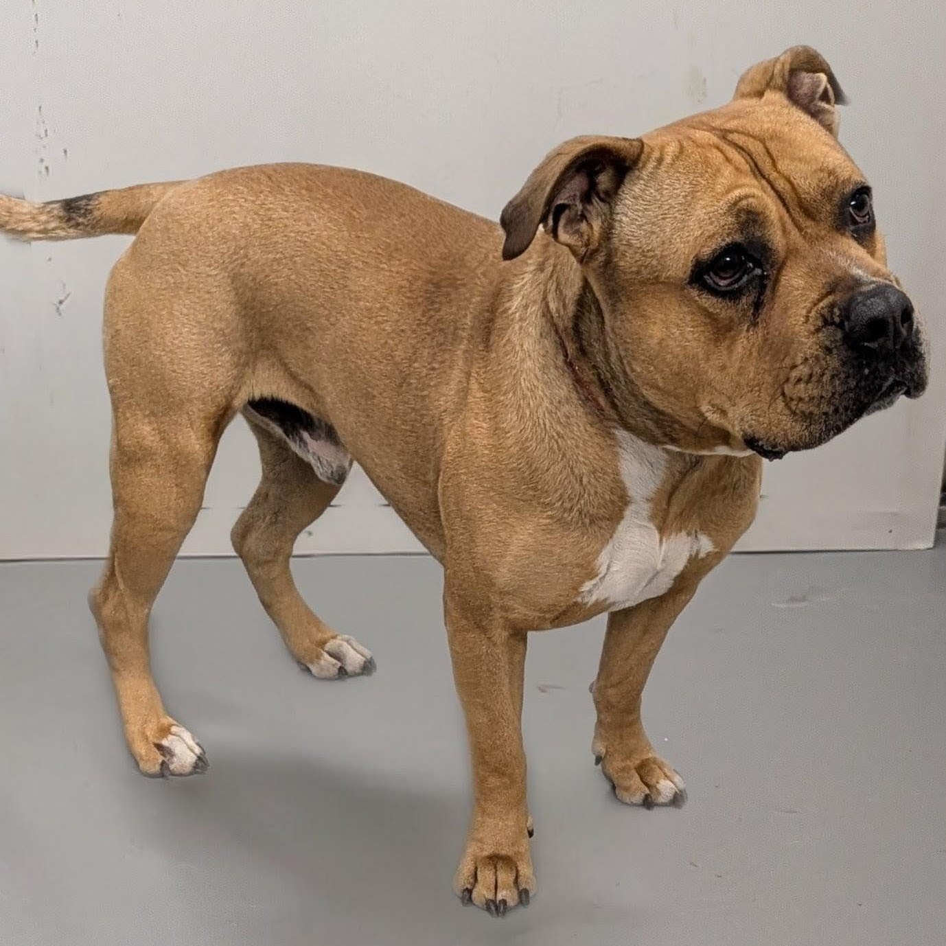 Keno, a Adoptable American Bulldog in Aurora, NE image 2/4