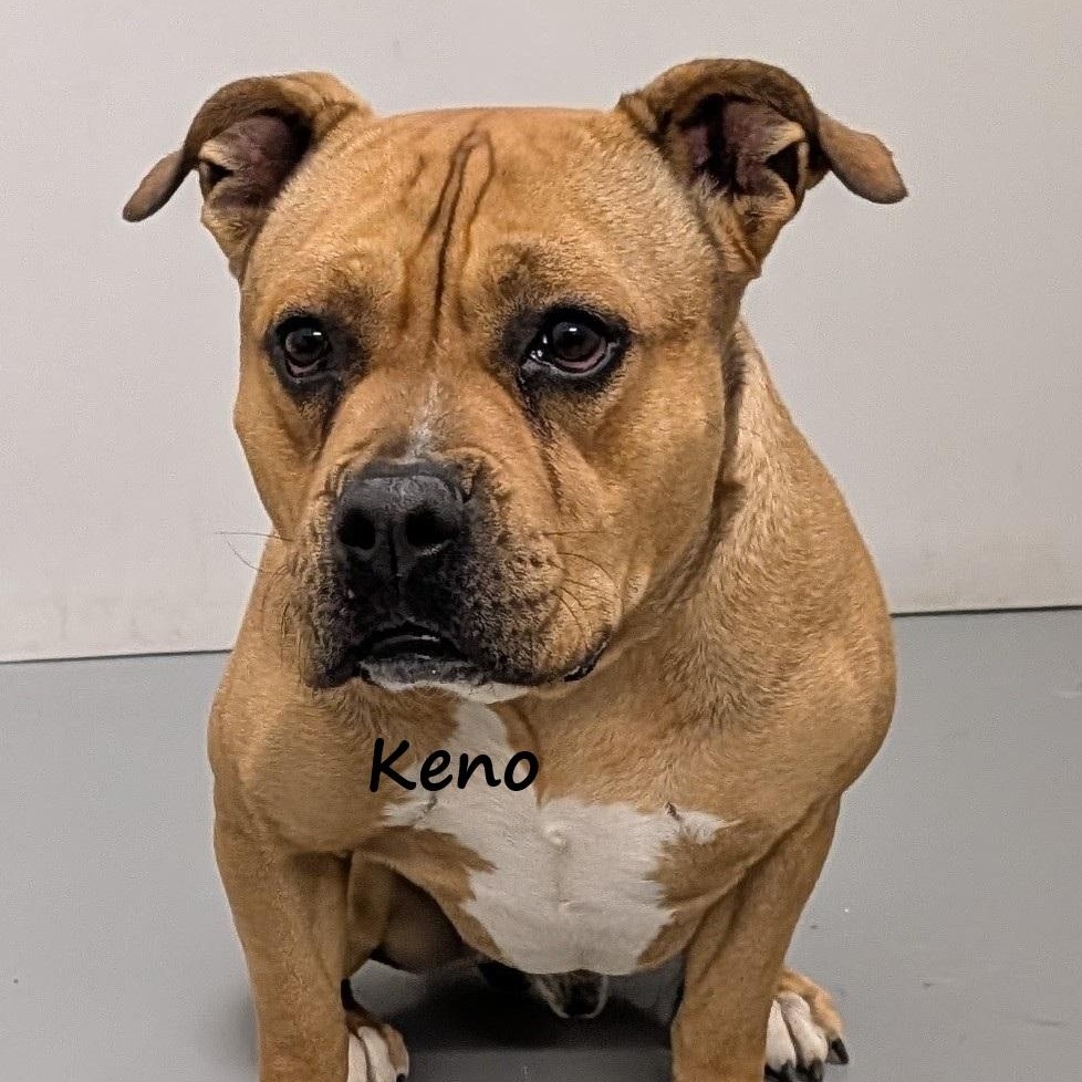 Keno, a Adoptable American Bulldog in Aurora, NE image 1/4