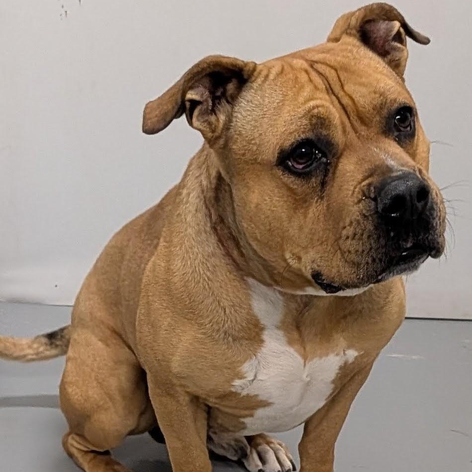 Keno, a Adoptable American Bulldog in Aurora, NE image 3/4