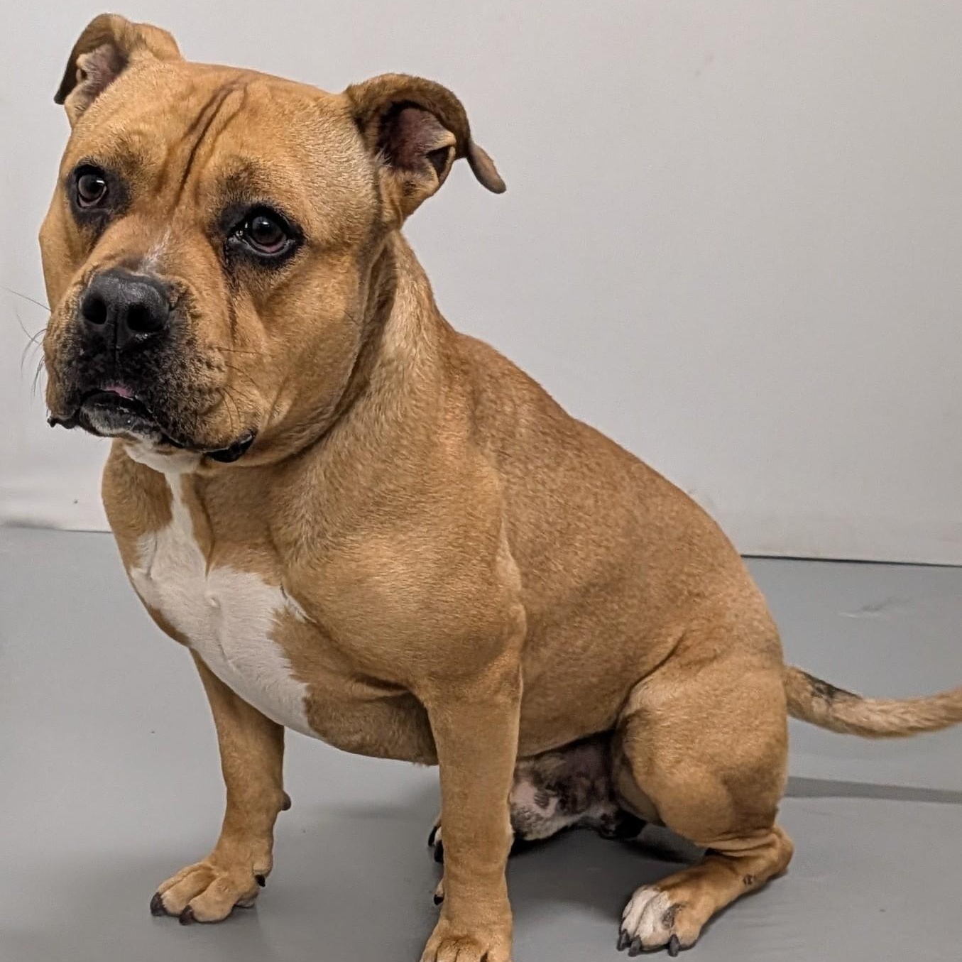 Keno, a Adoptable American Bulldog in Aurora, NE image 4/4