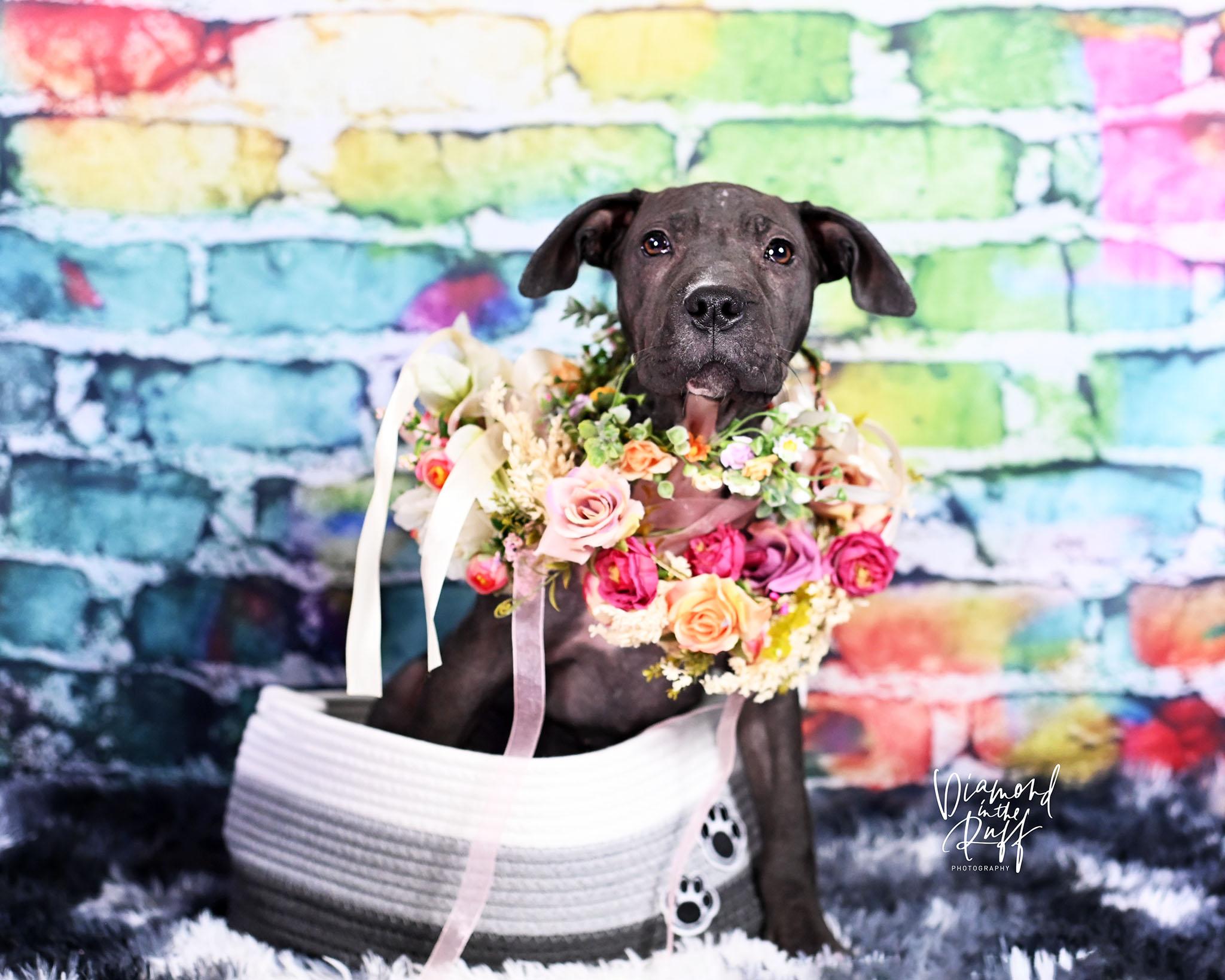 Tots, a ADOPTABLE mixed breed in New Port Richey, FL image 3/5