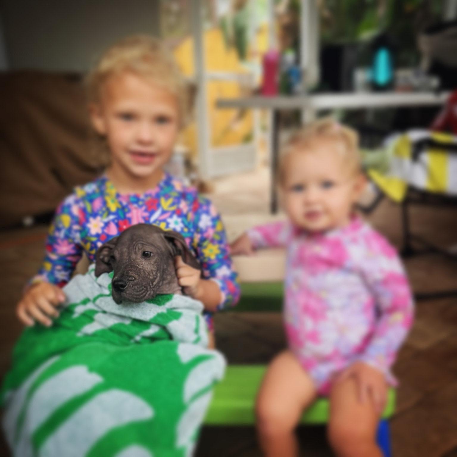Tots, a ADOPTABLE mixed breed in New Port Richey, FL image 4/5