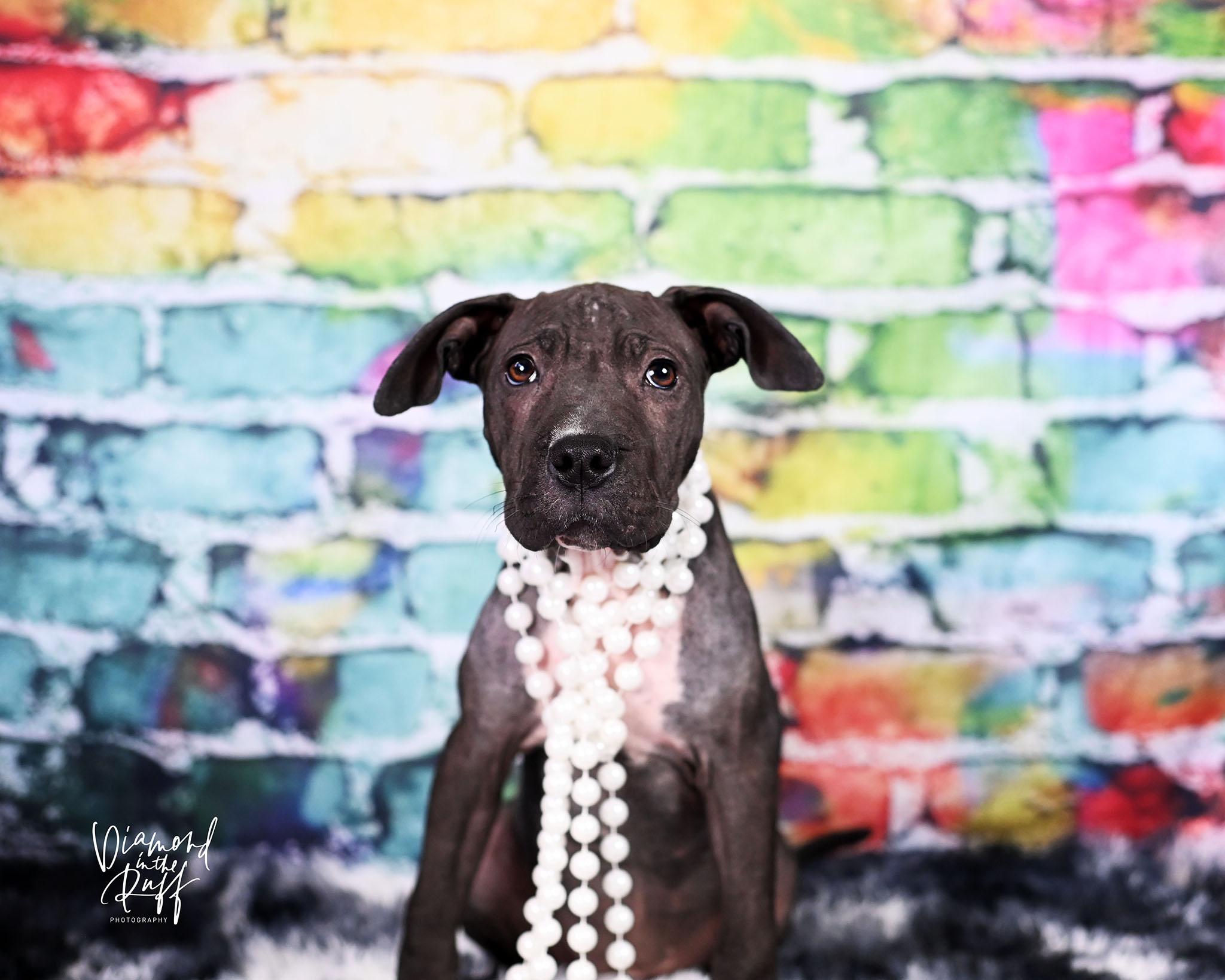 Tots, a ADOPTABLE mixed breed in New Port Richey, FL image 5/5
