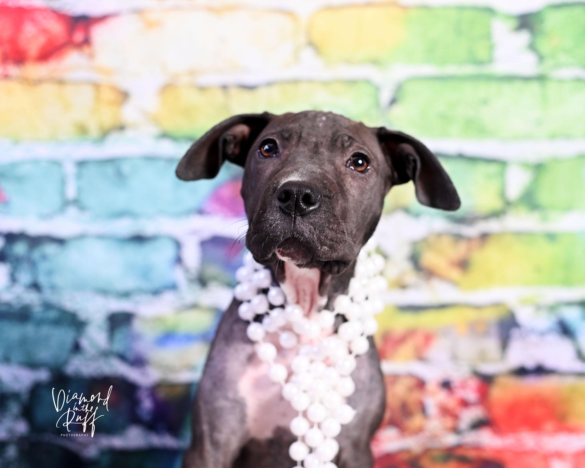 Tots, ADOPTABLE, Puppy Female Pit Bull Terrier & Shar-Pei.