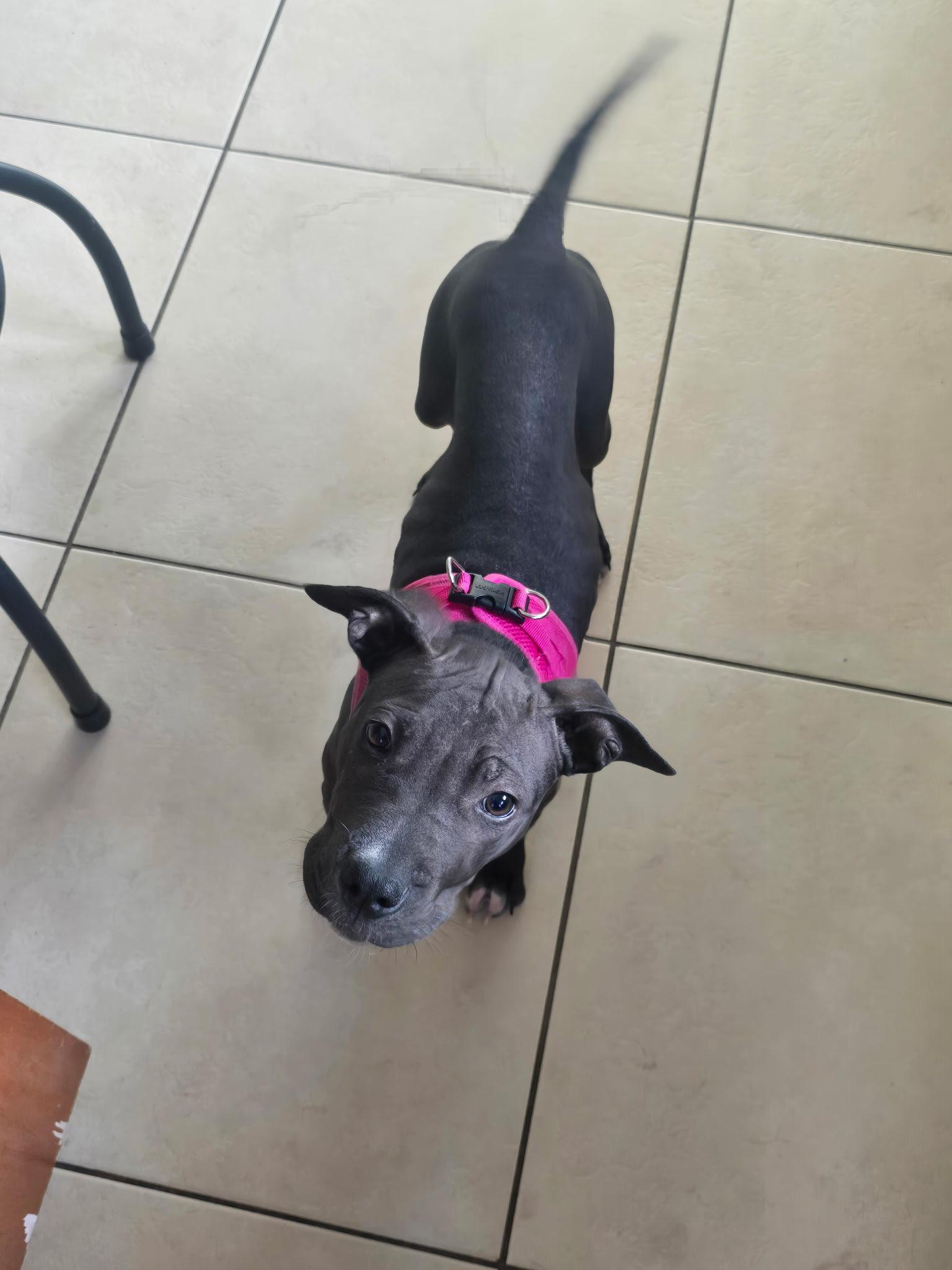 Tots, a ADOPTABLE mixed breed in New Port Richey, FL image 2/5