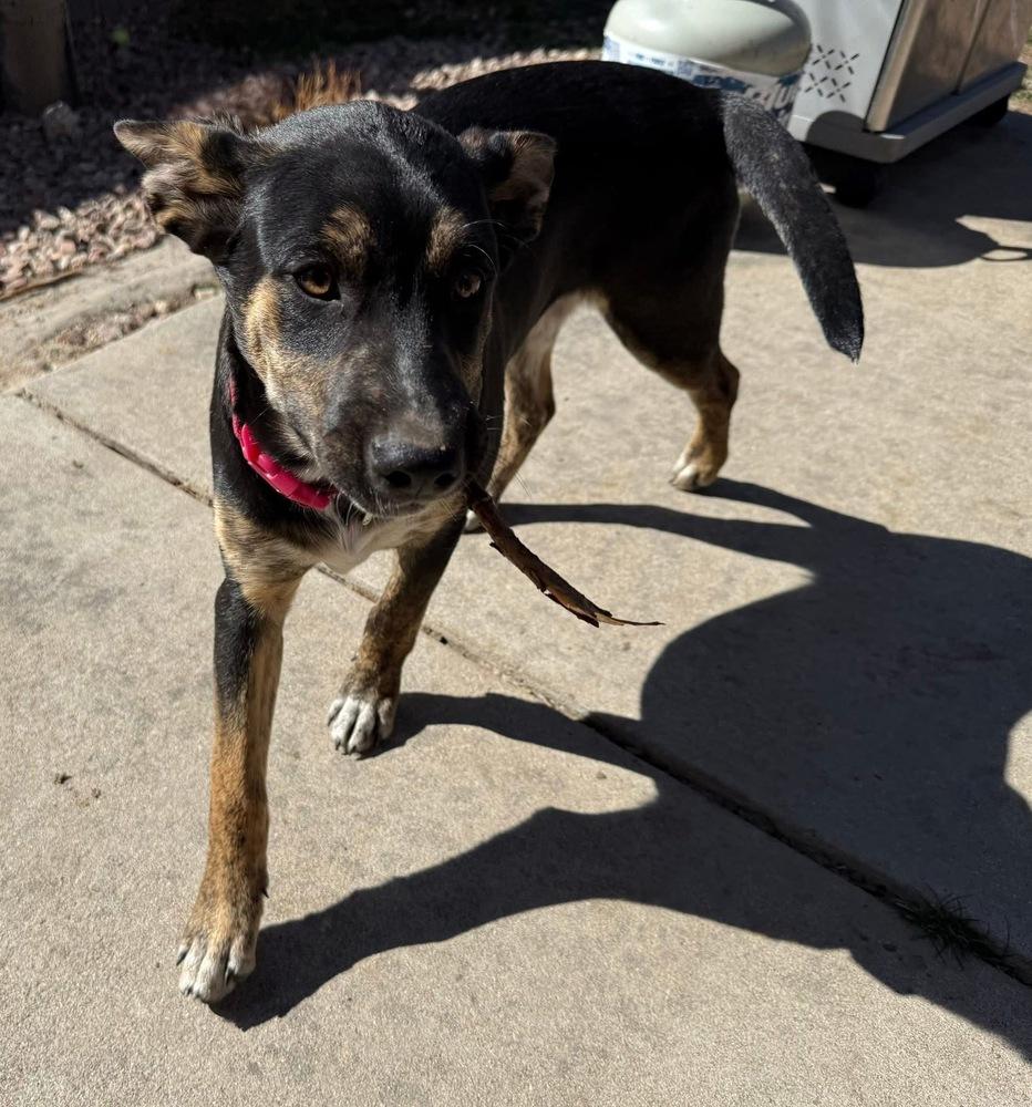 Sticks (Windy), Adoptable, Puppy Female Australian Cattle Dog / Blue Heeler.