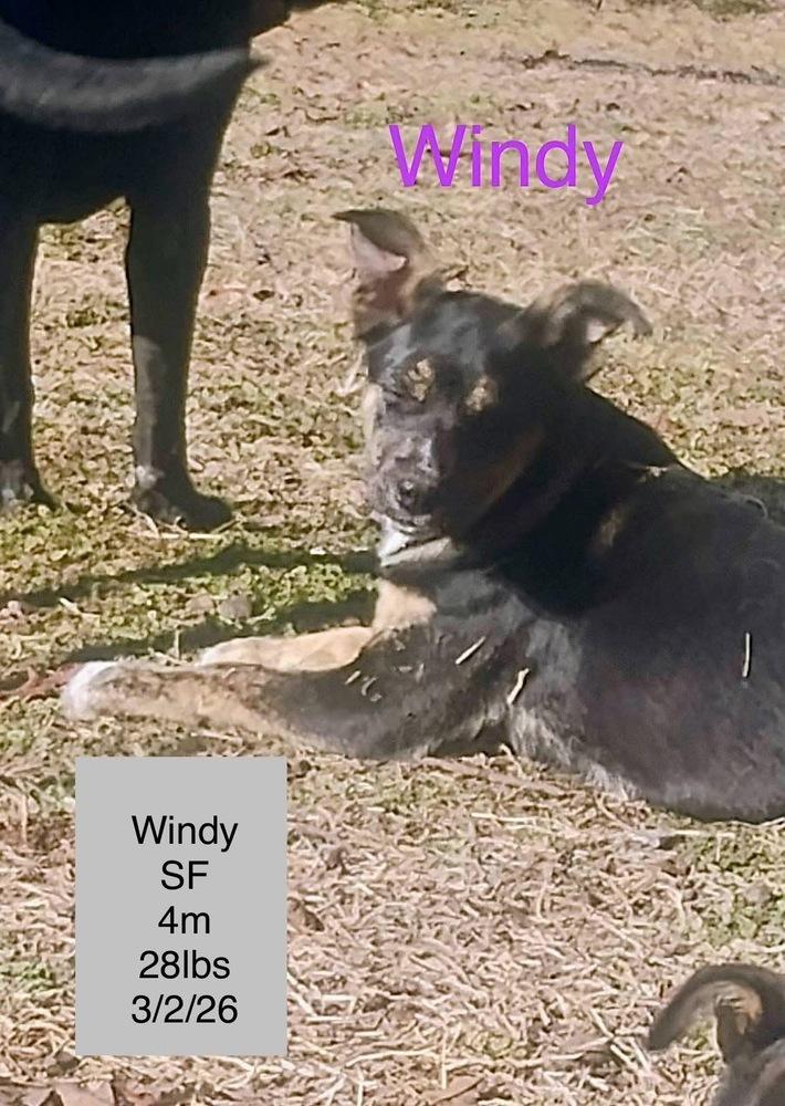 Enlarge Windy, a Adoptable Australian Cattle Dog / Blue Heeler in Colorado Springs, CO image 1/1