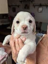 Charlie Bucket, Adoptable, Puppy Male Chihuahua & Terrier.