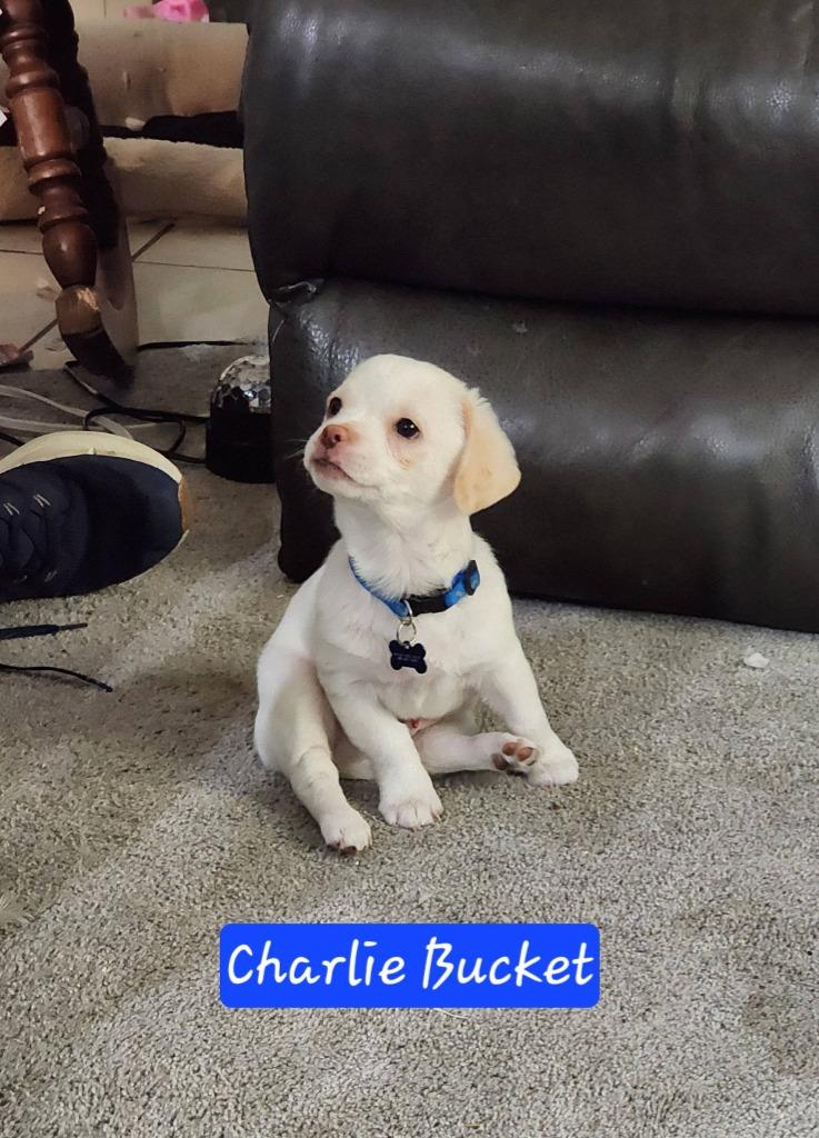 Charlie Bucket, a Adoptable mixed breed in Mesa, AZ image 2/2